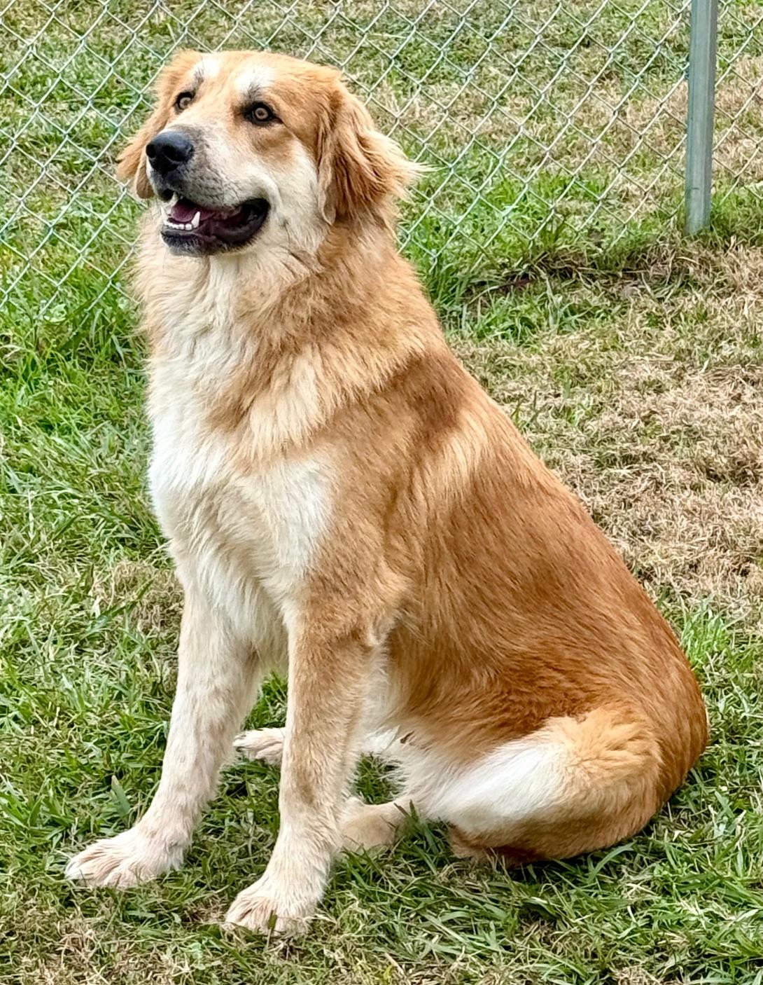 Toby, a ADOPTABLE mixed breed in New Canaan, CT image 4/6