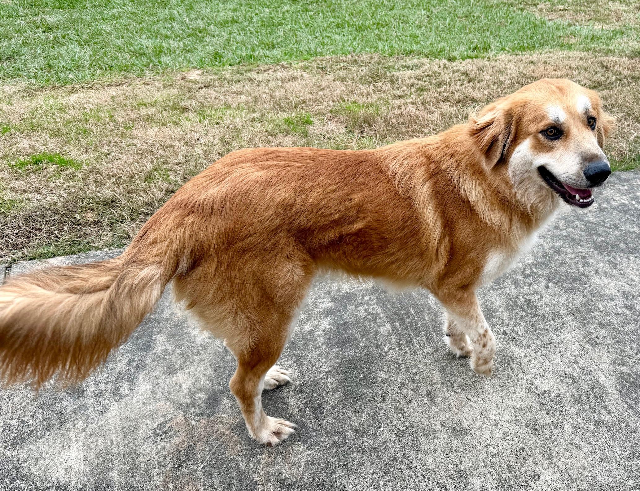 Toby, a ADOPTABLE mixed breed in New Canaan, CT image 5/6
