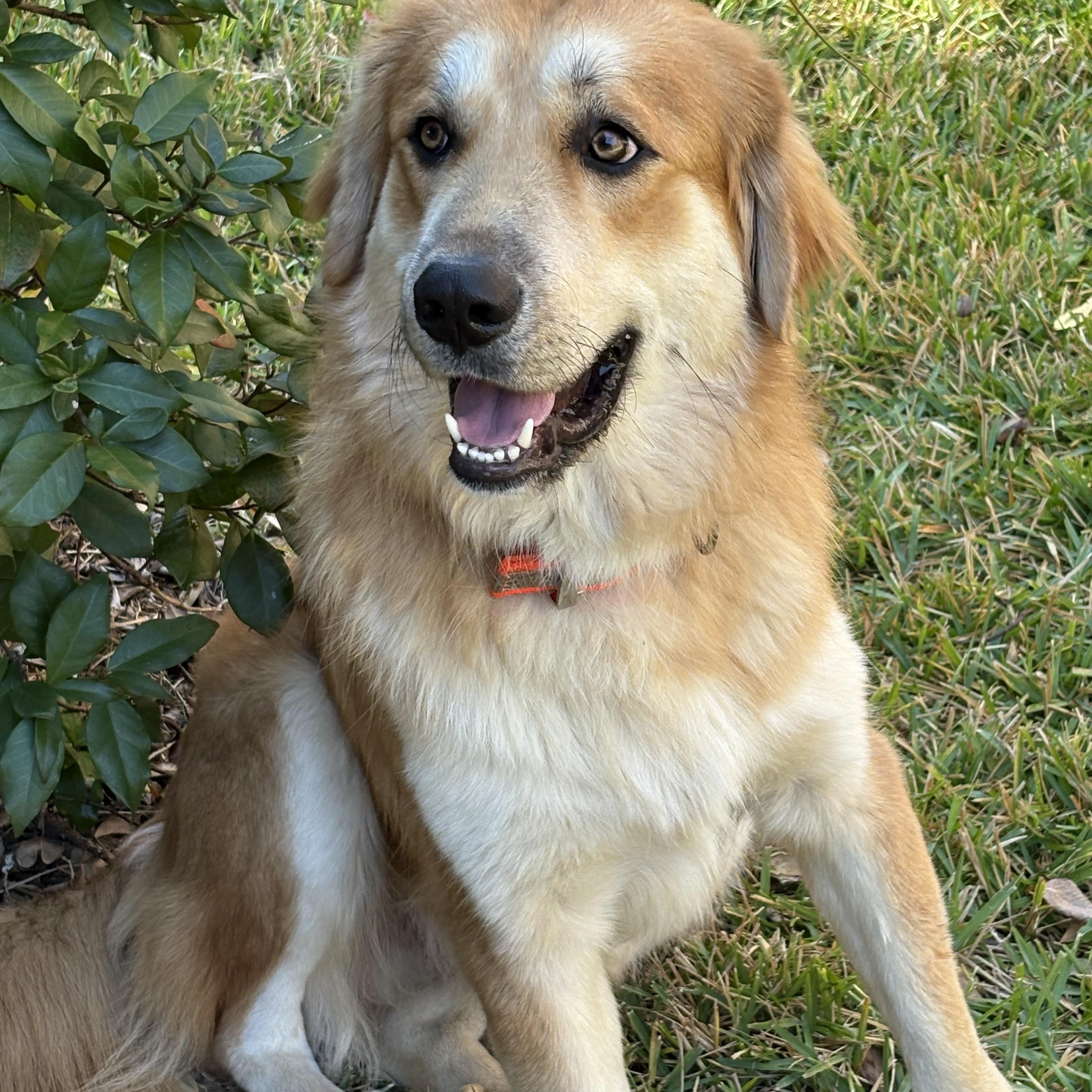 Toby, a ADOPTABLE mixed breed in New Canaan, CT image 6/6