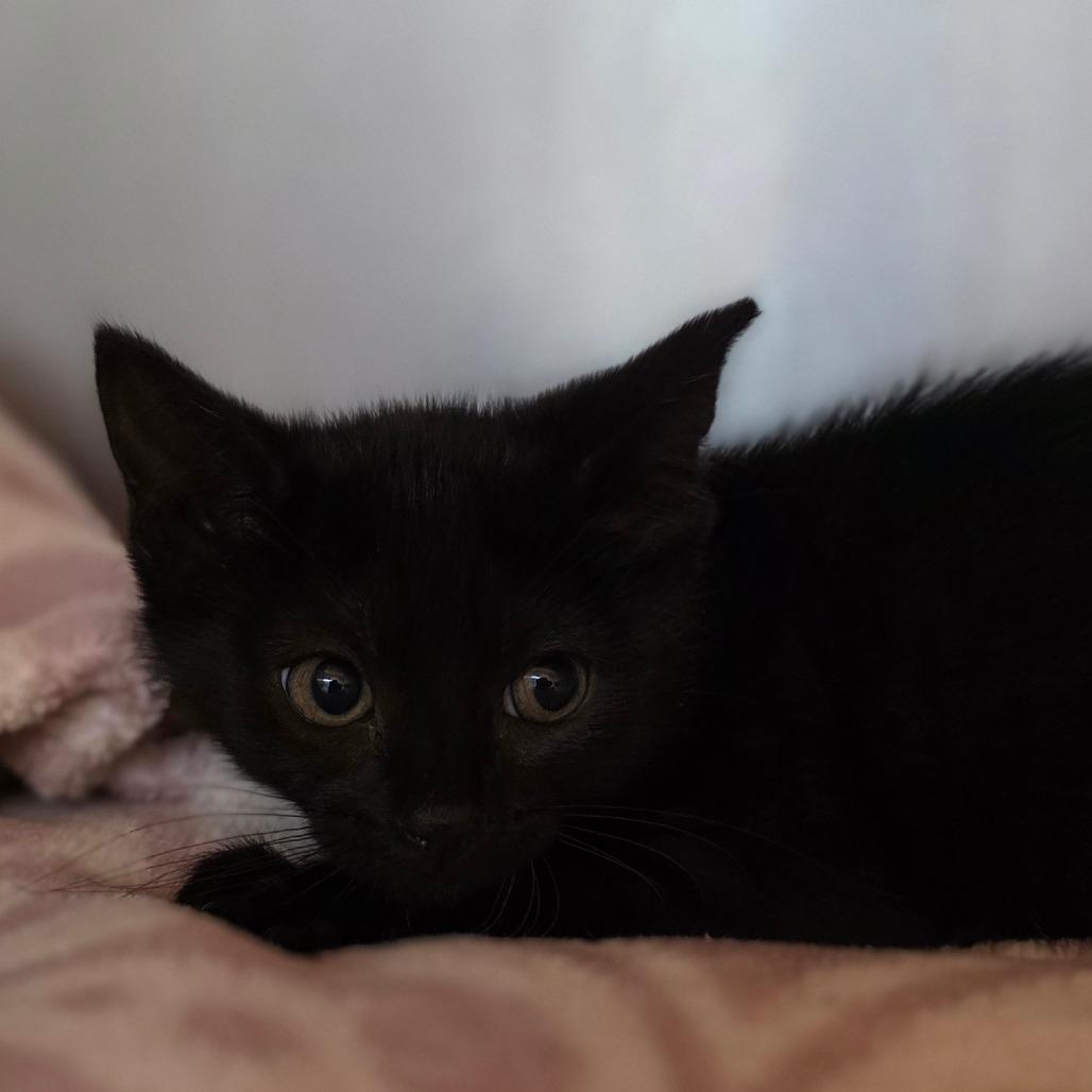 Huli Huli, Adoptable, Kitten Female Domestic Long Hair.