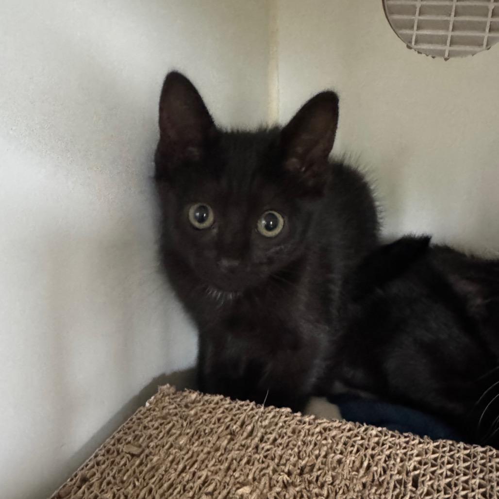 Enlarge Huli Huli, a Adoptable Domestic Long Hair in Buellton, CA image 2/2