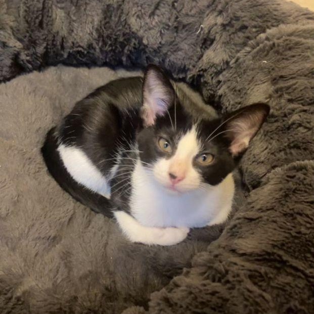 Cardi B, Adopted, Young Female Domestic Short Hair.