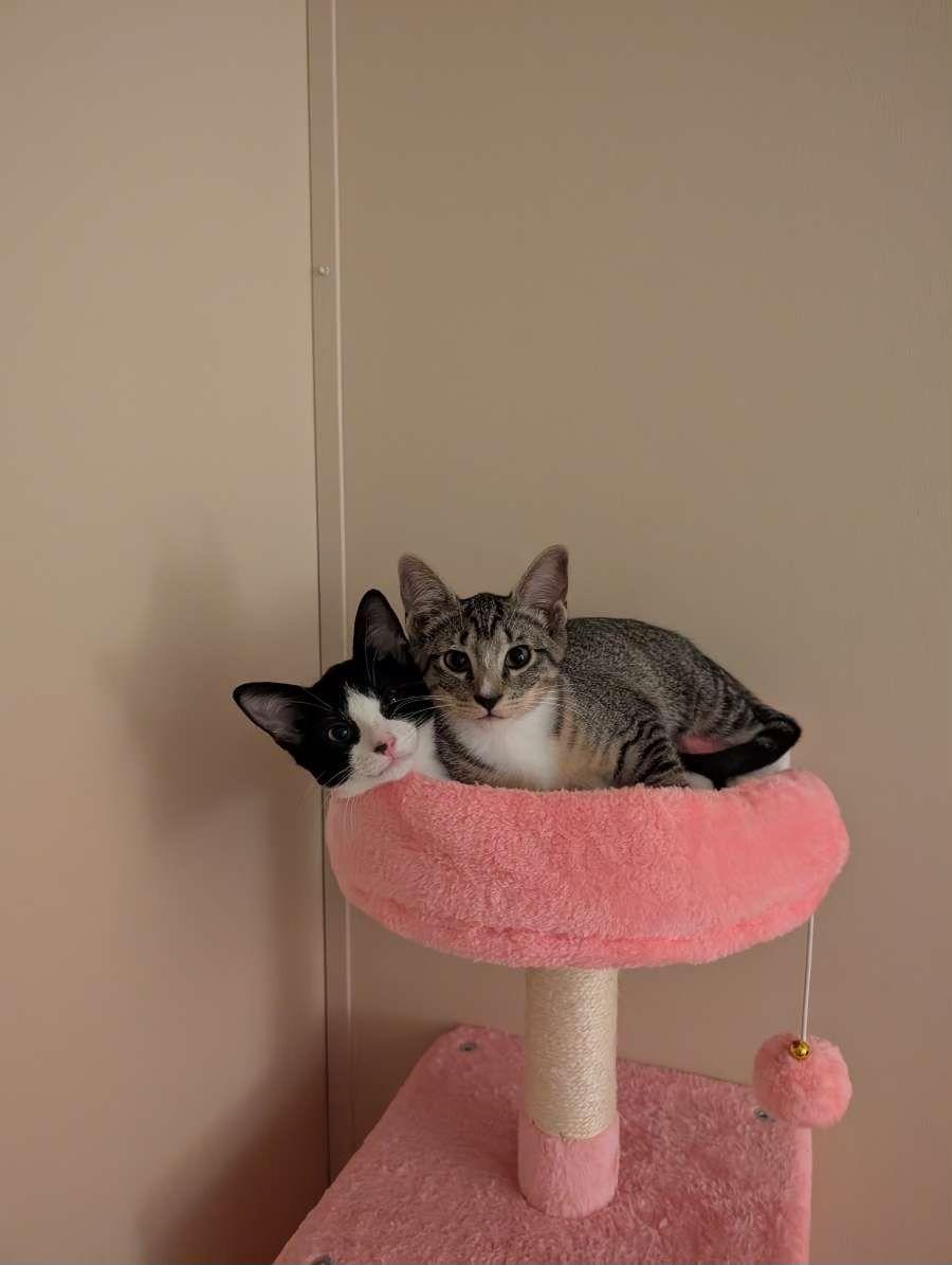 Cardi B, a Adopted Domestic Short Hair in Mississippi State, MS image 3/3