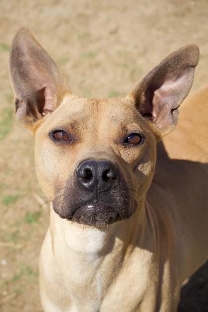 Dawson, a Adoptable Shar-Pei in Irving, TX image 1/3