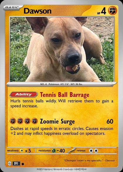 Dawson, a Adoptable Shar-Pei in Irving, TX image 2/3