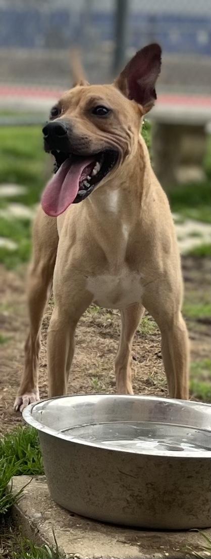 Dawson, a Adoptable Shar-Pei in Irving, TX image 3/3