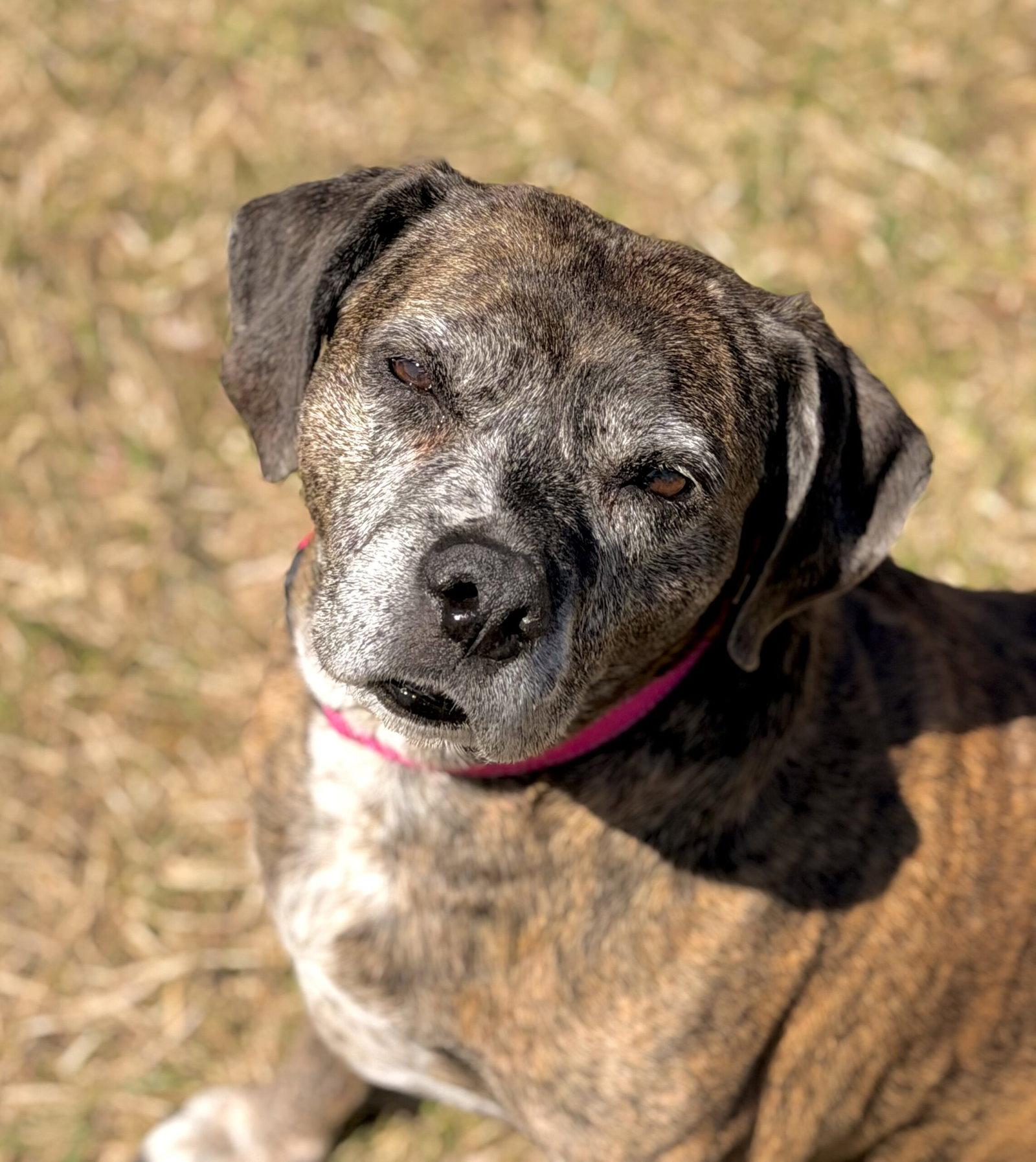 Enlarge Mocha, a Adoptable Hound in Arlington, VT image 1/1