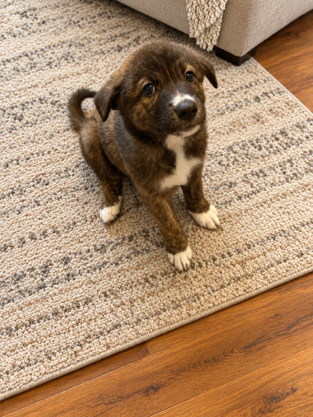 Enlarge Redbird, a Adoptable mixed breed in Albany, NY image 1/2