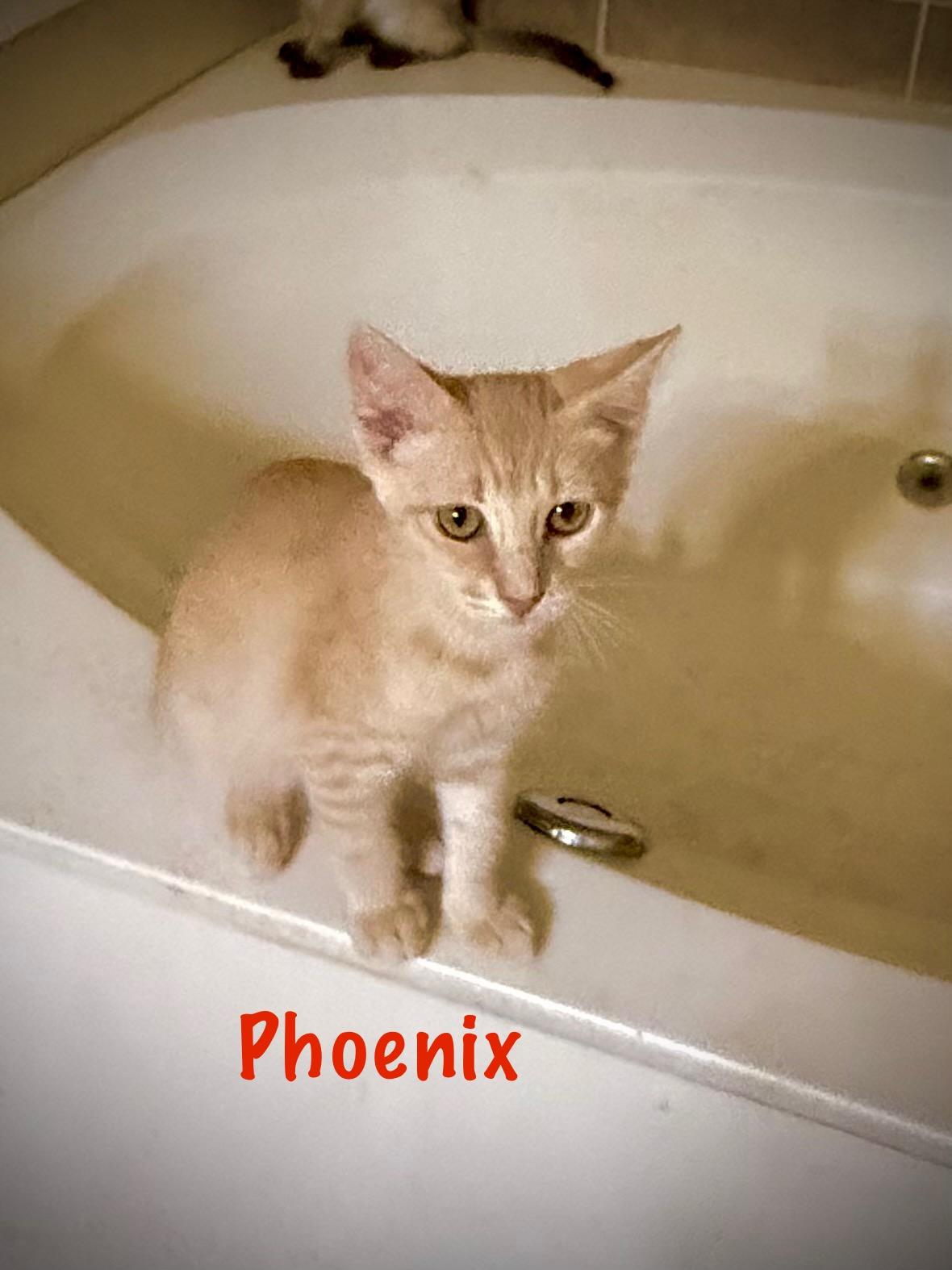 Phoenix, Baby Male Domestic Short Hair