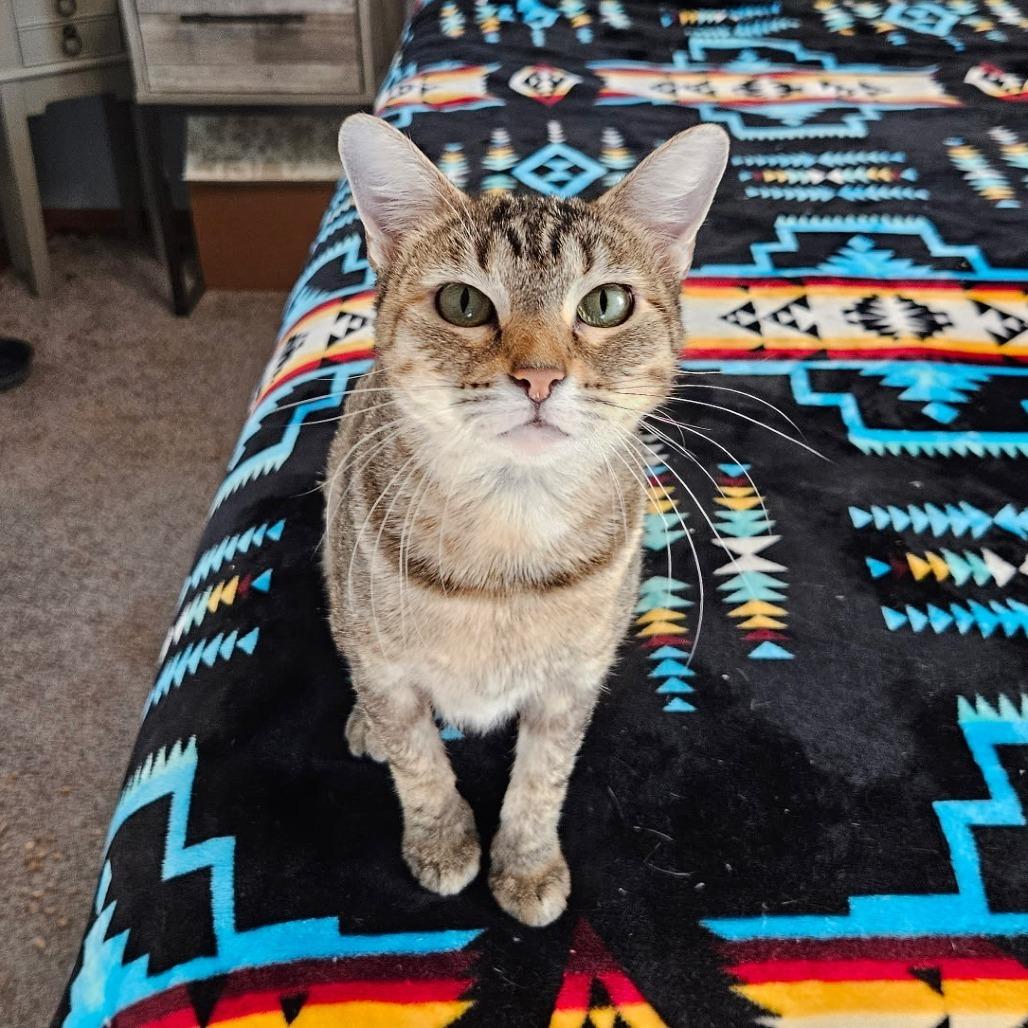 Shelby - F-21584, a Adoptable Domestic Short Hair in Merritt Island, FL image 1/3