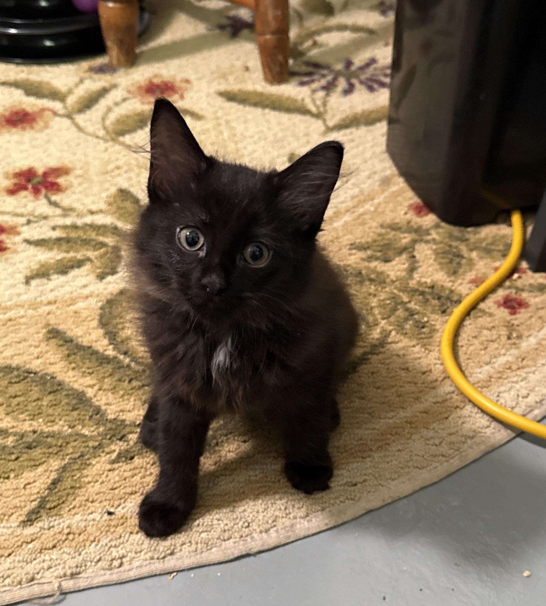 India, a Adopted Domestic Medium Hair in Plymouth , NH image 1/5