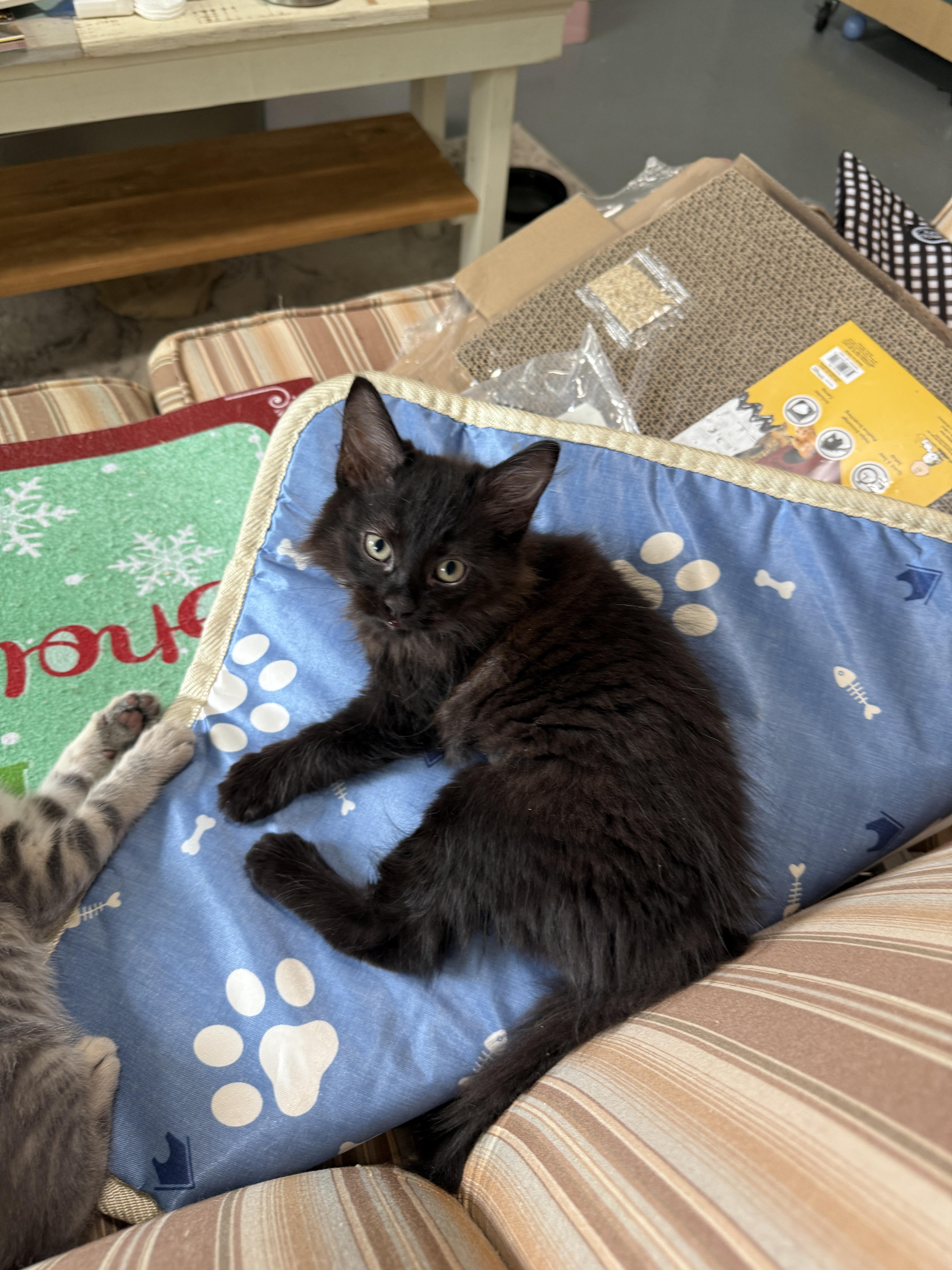 India, a Adopted Domestic Medium Hair in Plymouth , NH image 2/5