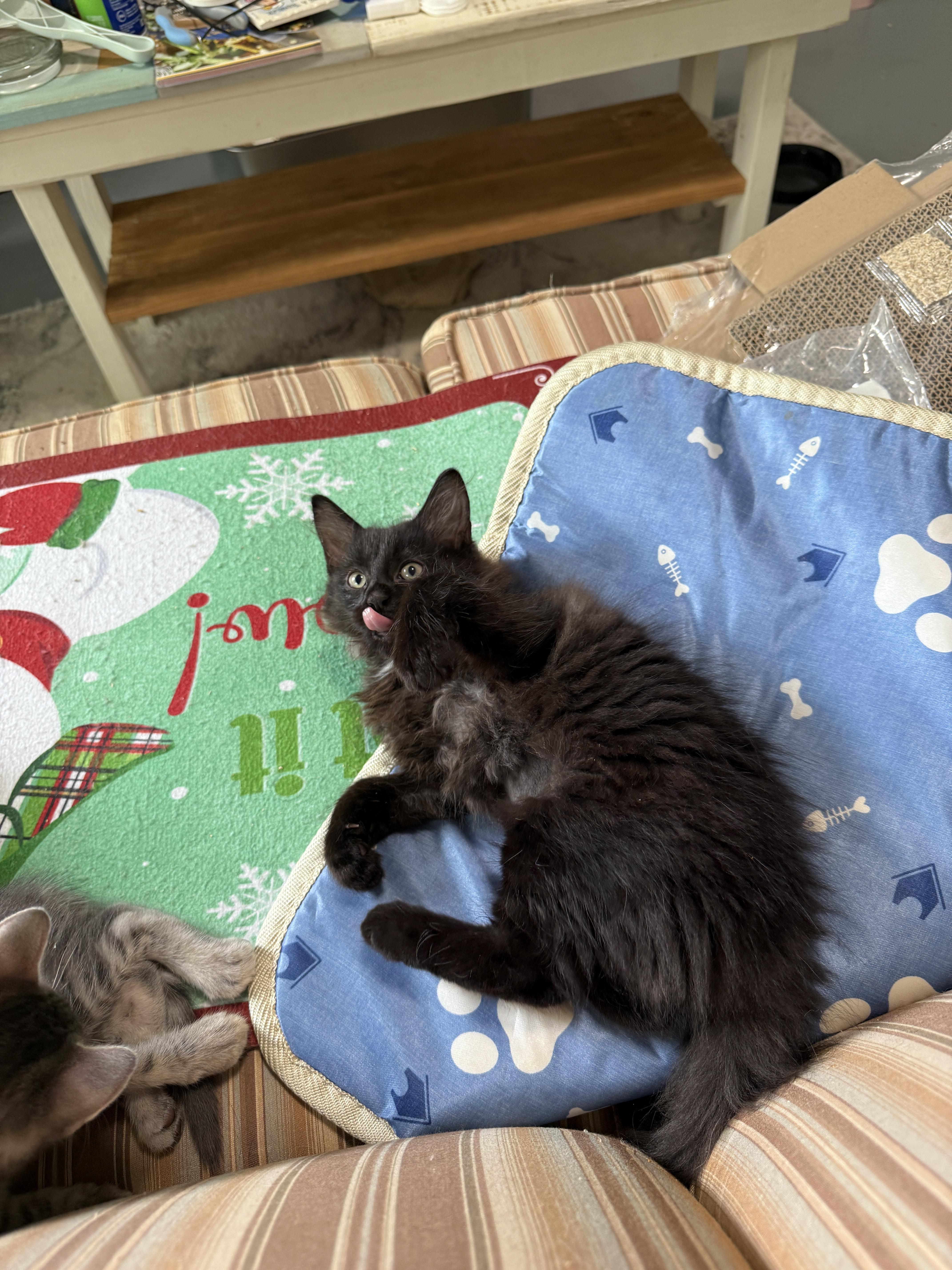 India, a Adopted Domestic Medium Hair in Plymouth , NH image 4/5