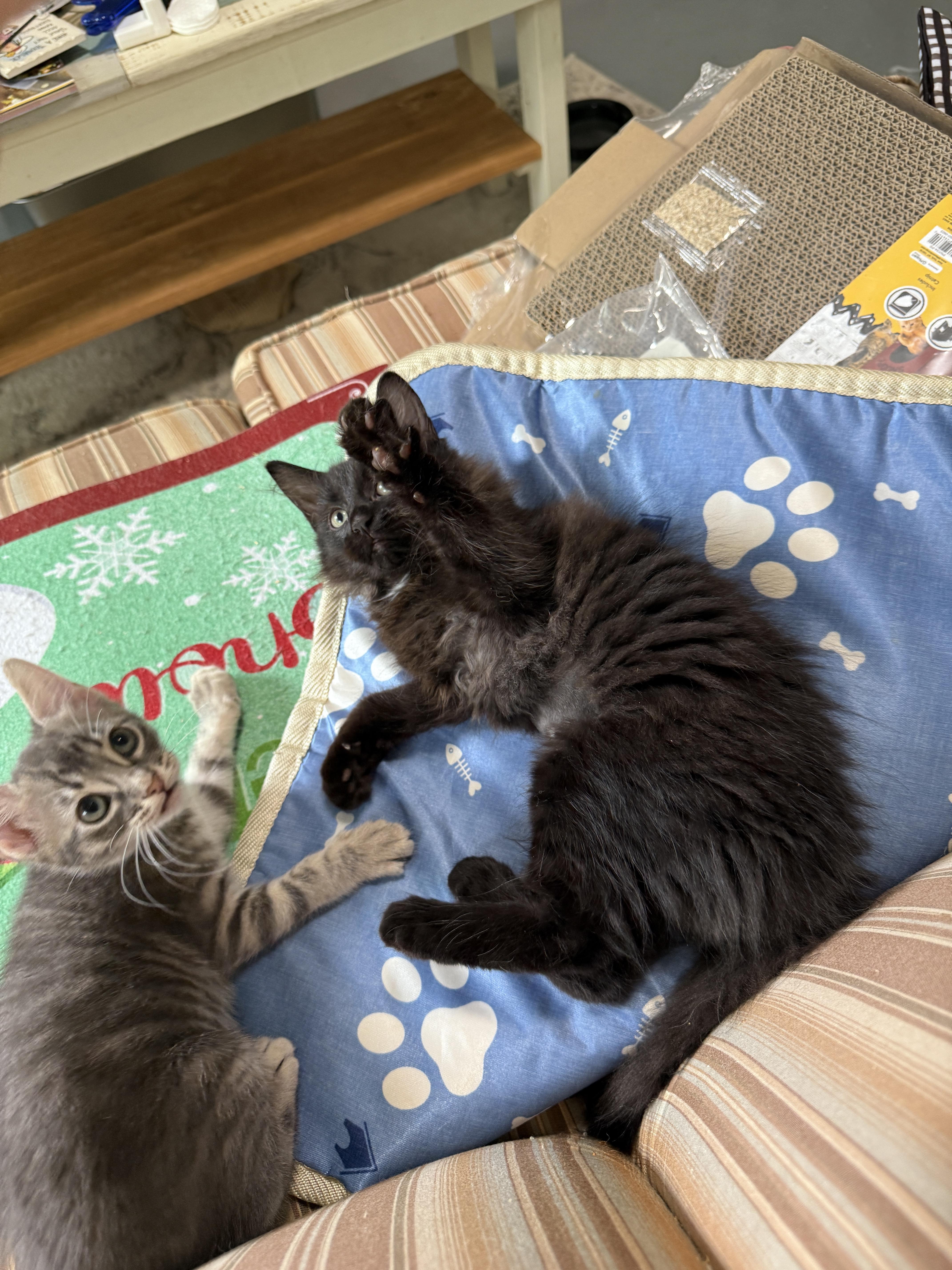 India, a Adopted Domestic Medium Hair in Plymouth , NH image 5/5