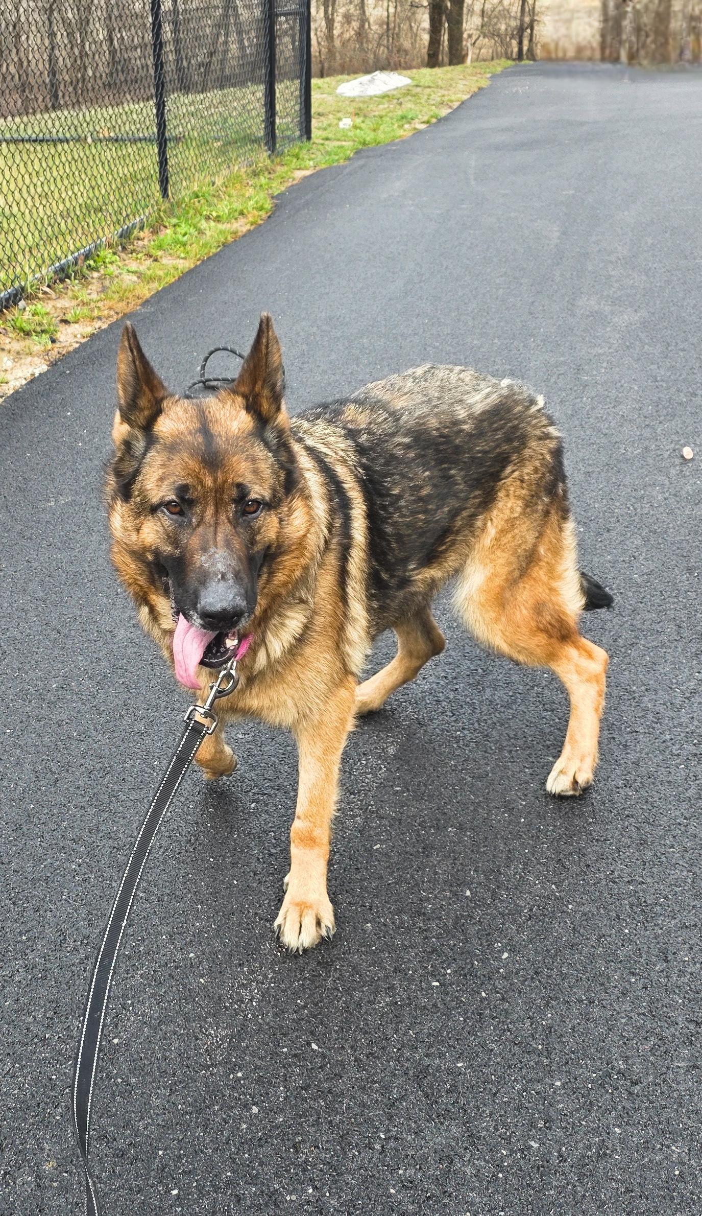 Enlarge Kodiak, an adoptable mixed breed in Shepherdsville, KY image 1/1