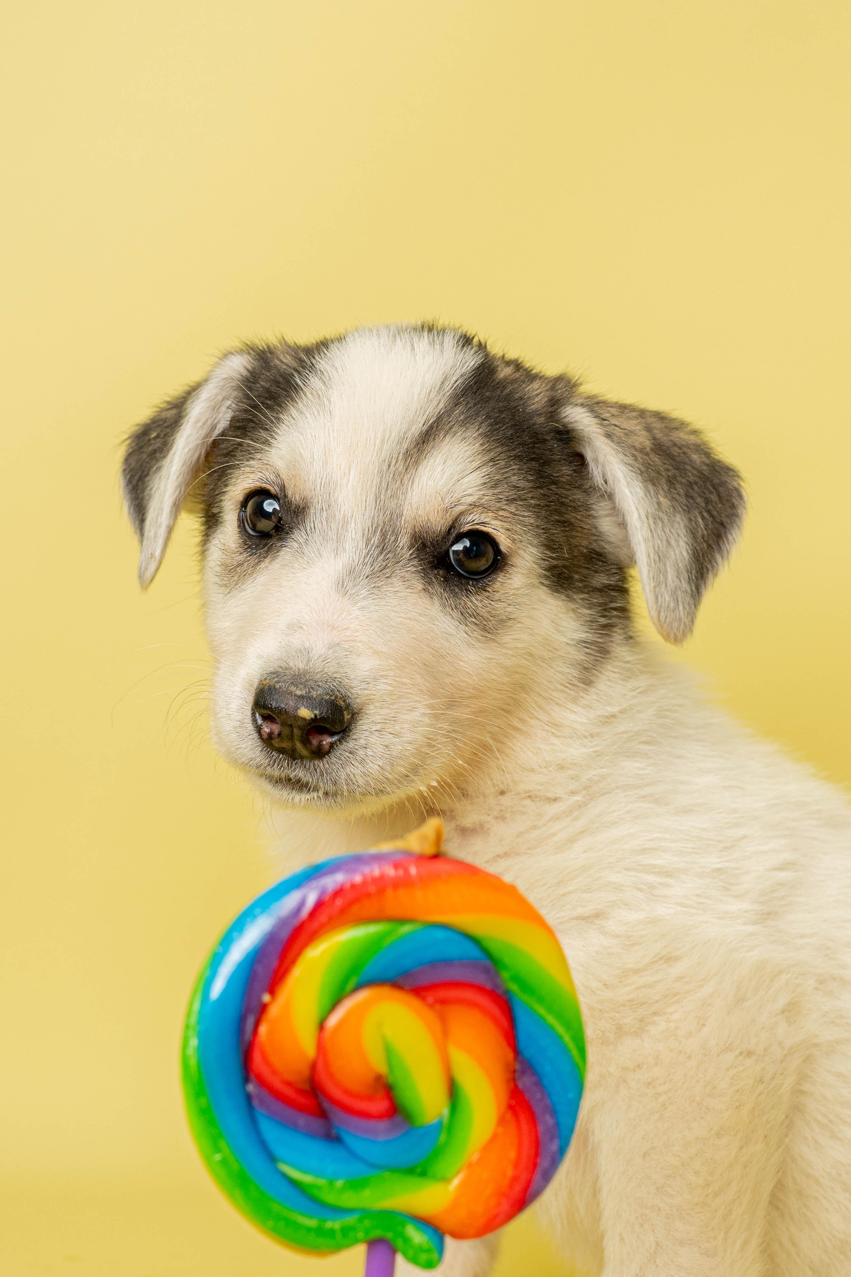 Suzy Sprinkles, a ADOPTABLE Mixed Breed in Rock Springs, WY image 3/3