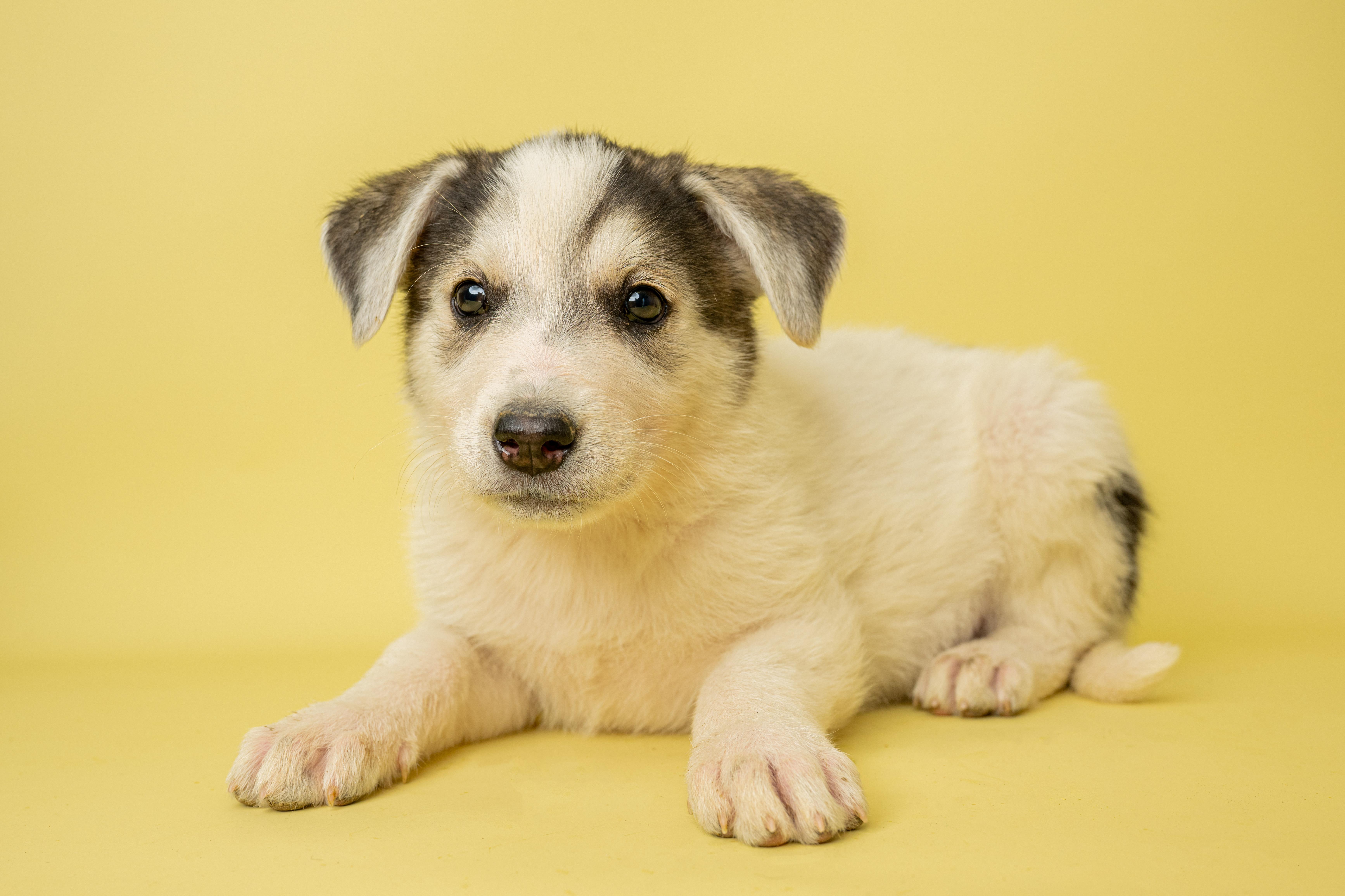 Suzy Sprinkles, ADOPTABLE, Puppy Female Mixed Breed.