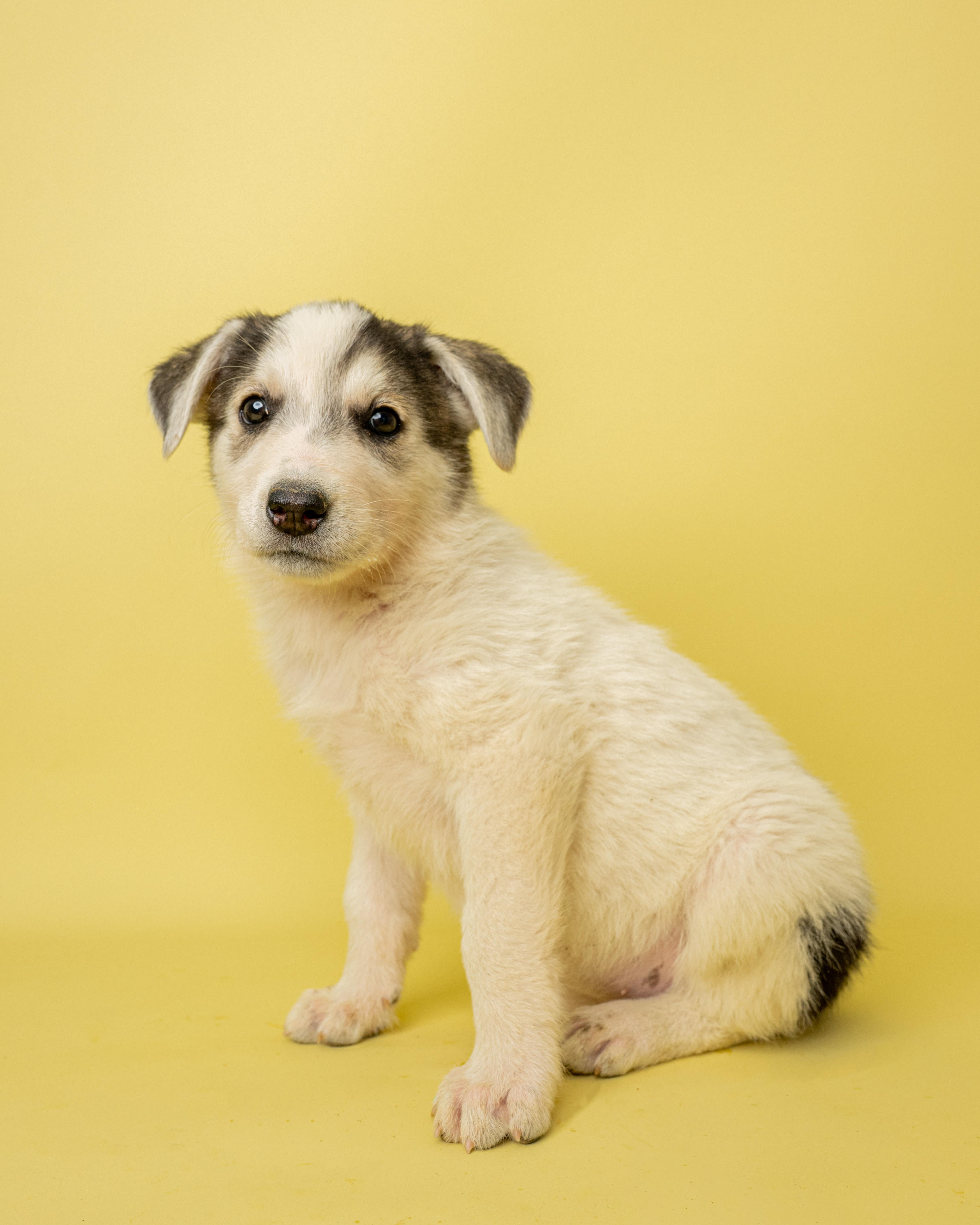 Suzy Sprinkles, a ADOPTABLE Mixed Breed in Rock Springs, WY image 2/3