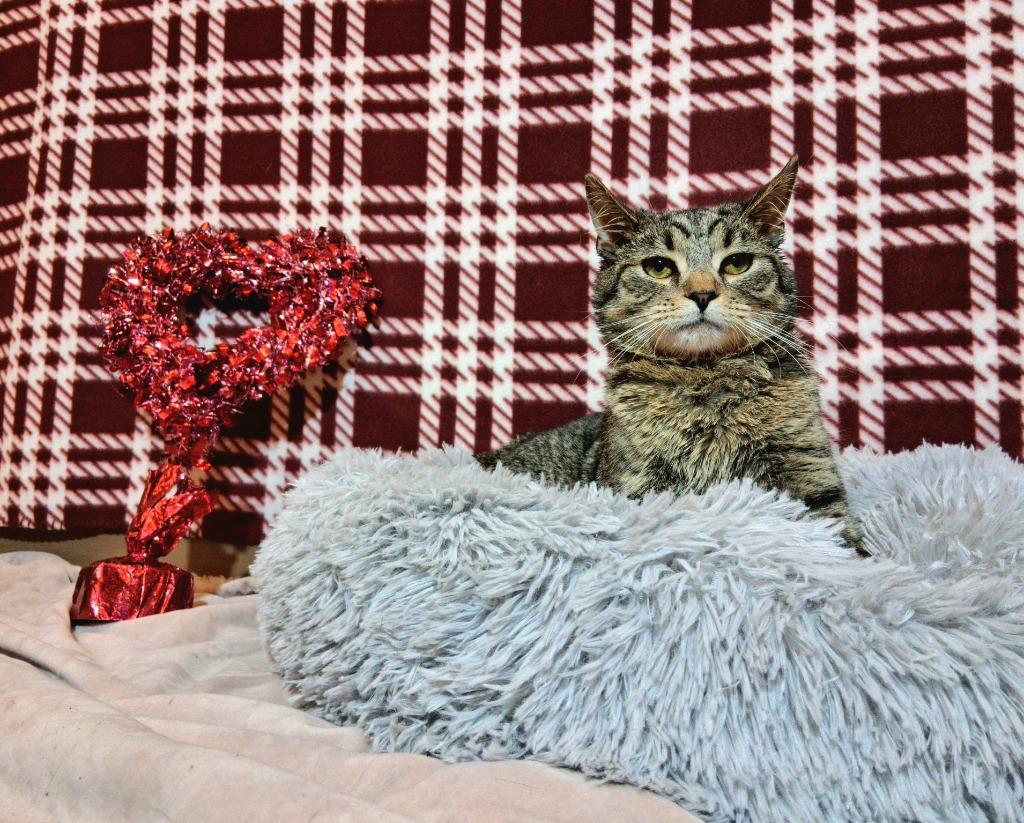 HOBBES, Adoptable, Young Male Domestic Short Hair.