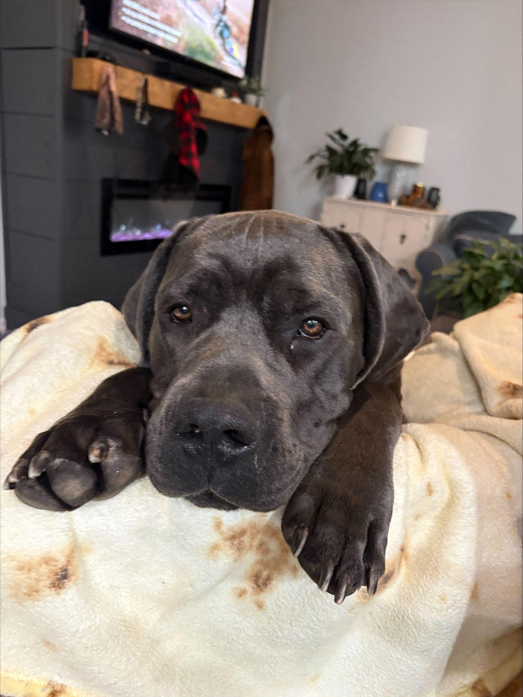 Bane, Adoptable, Young Male Cane Corso.
