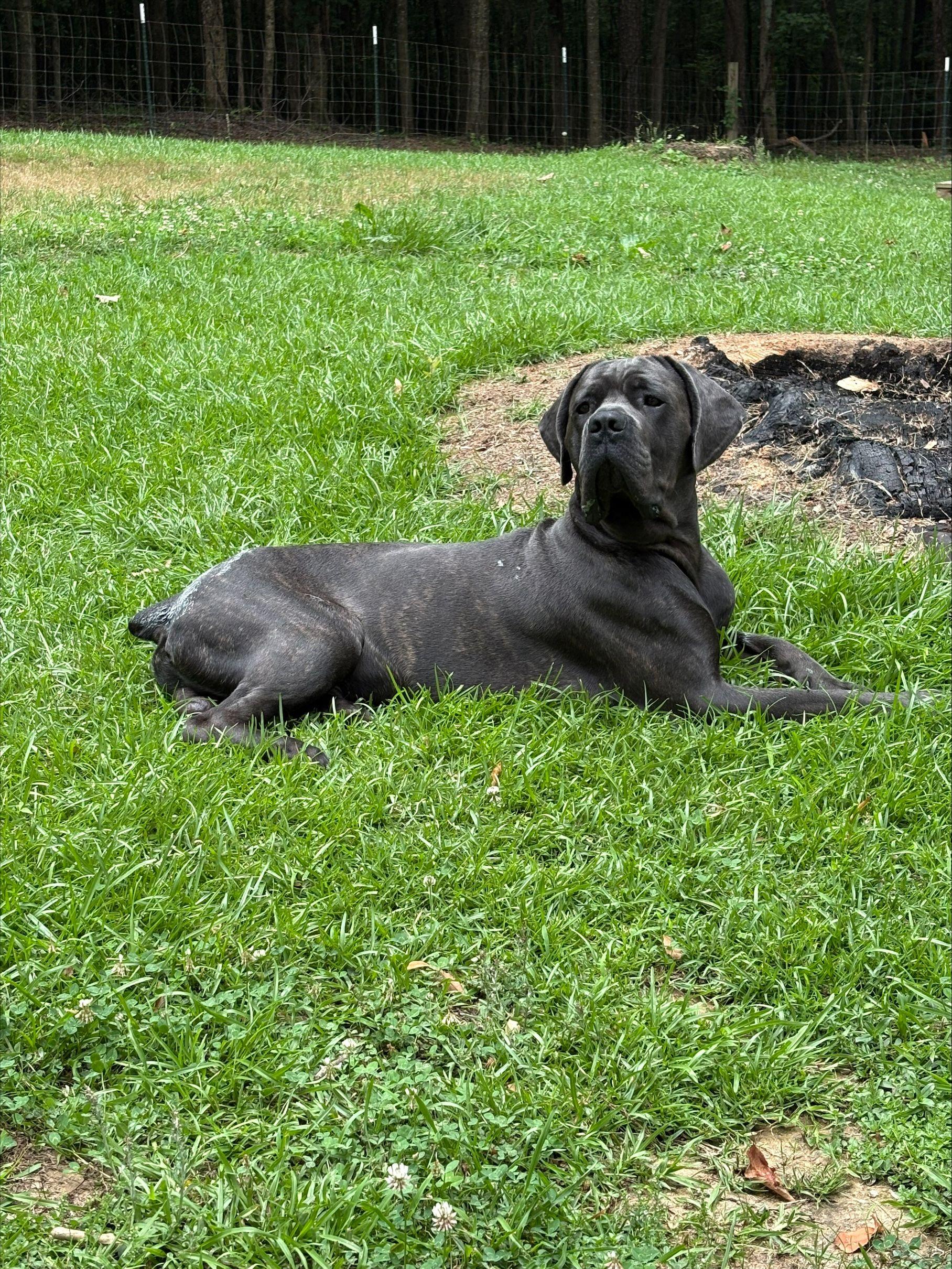Enlarge Bane, a Adoptable mixed breed in Duluth, GA image 5/6
