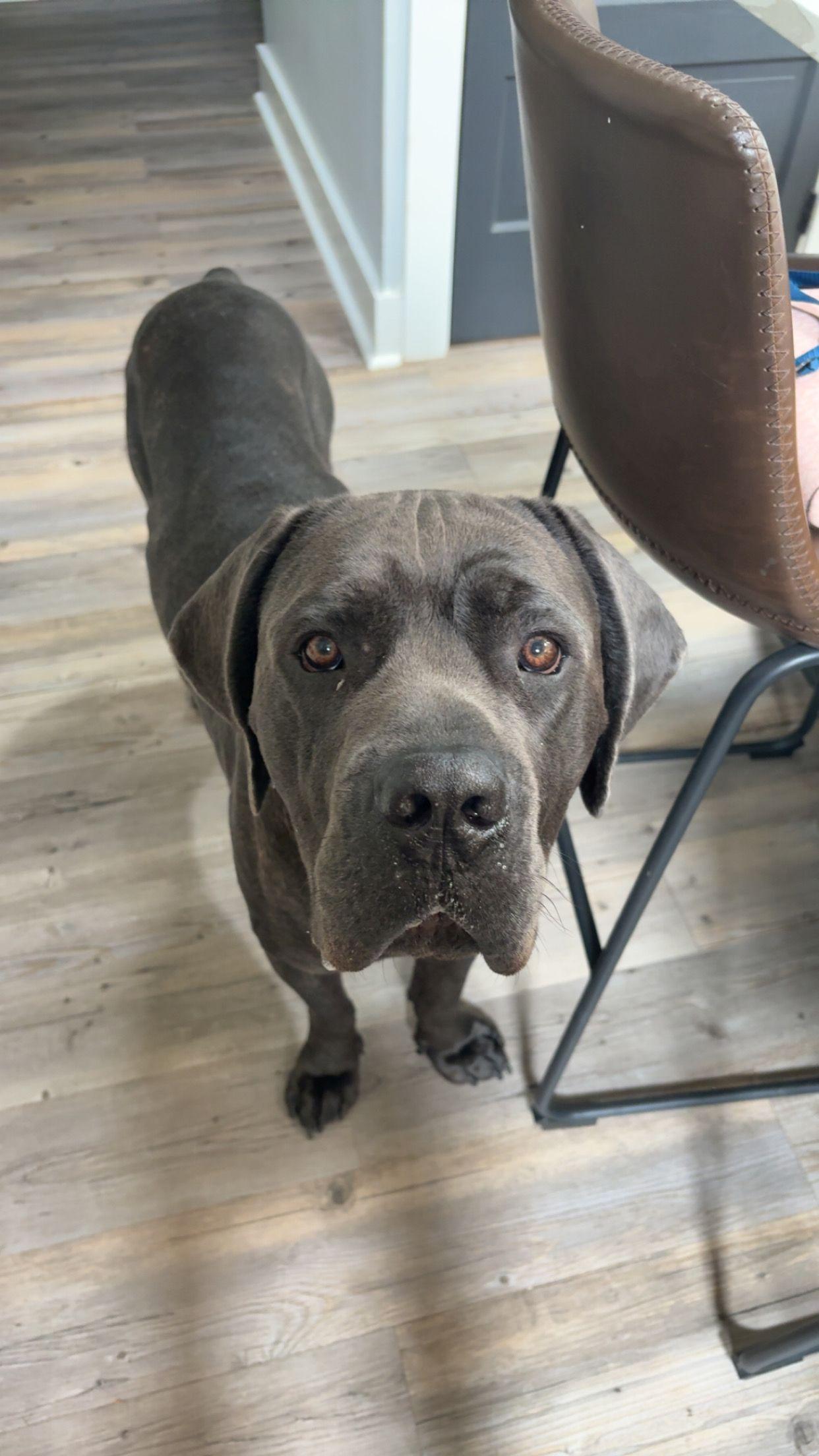 Enlarge Bane, a Adoptable mixed breed in Duluth, GA image 2/6