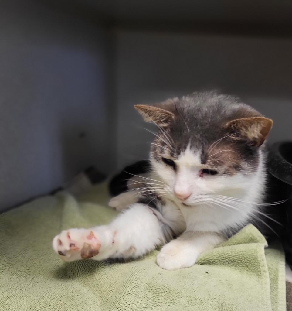 Enlarge Muffin Man, a Adoptable mixed breed in Bloomington, IN image 1/6