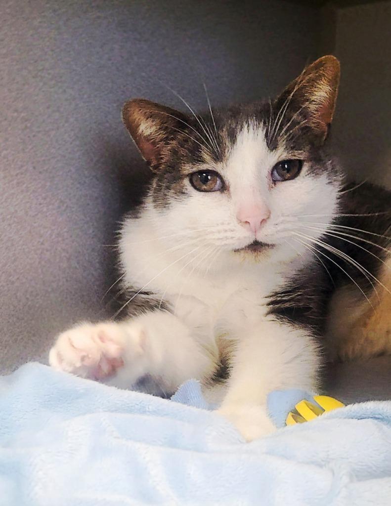 Enlarge Muffin Man, a Adoptable mixed breed in Bloomington, IN image 2/6