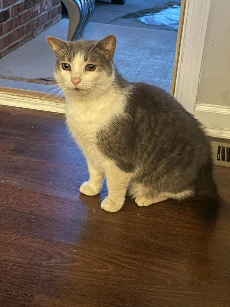 Enlarge Muffin Man, a Adoptable mixed breed in Bloomington, IN image 3/6