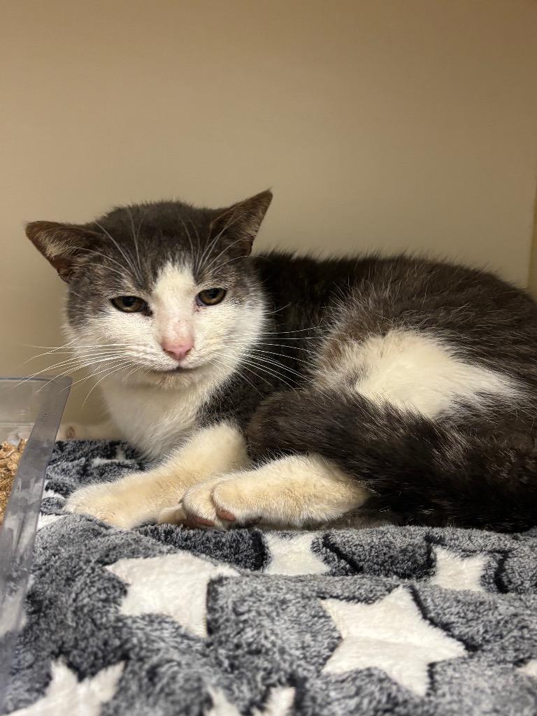 Enlarge Muffin Man, a Adoptable mixed breed in Bloomington, IN image 4/6
