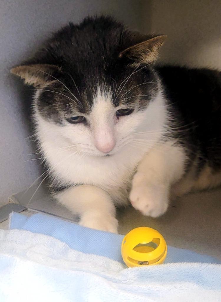 Enlarge Muffin Man, a Adoptable mixed breed in Bloomington, IN image 5/6
