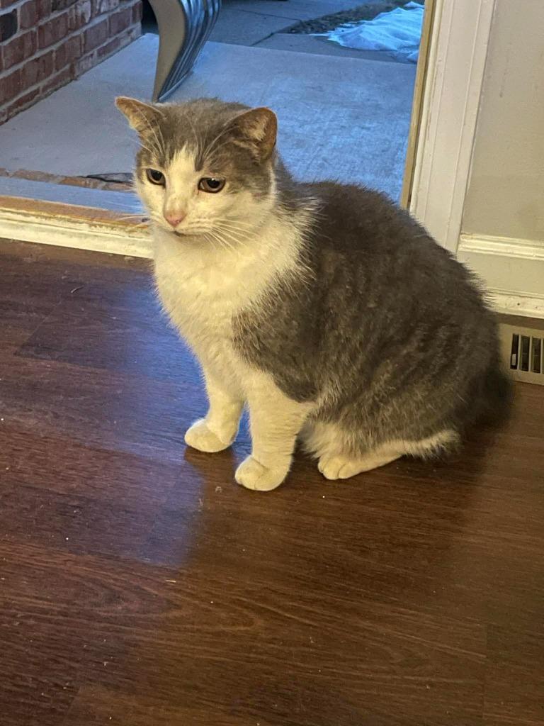 Enlarge Muffin Man, a Adoptable mixed breed in Bloomington, IN image 6/6