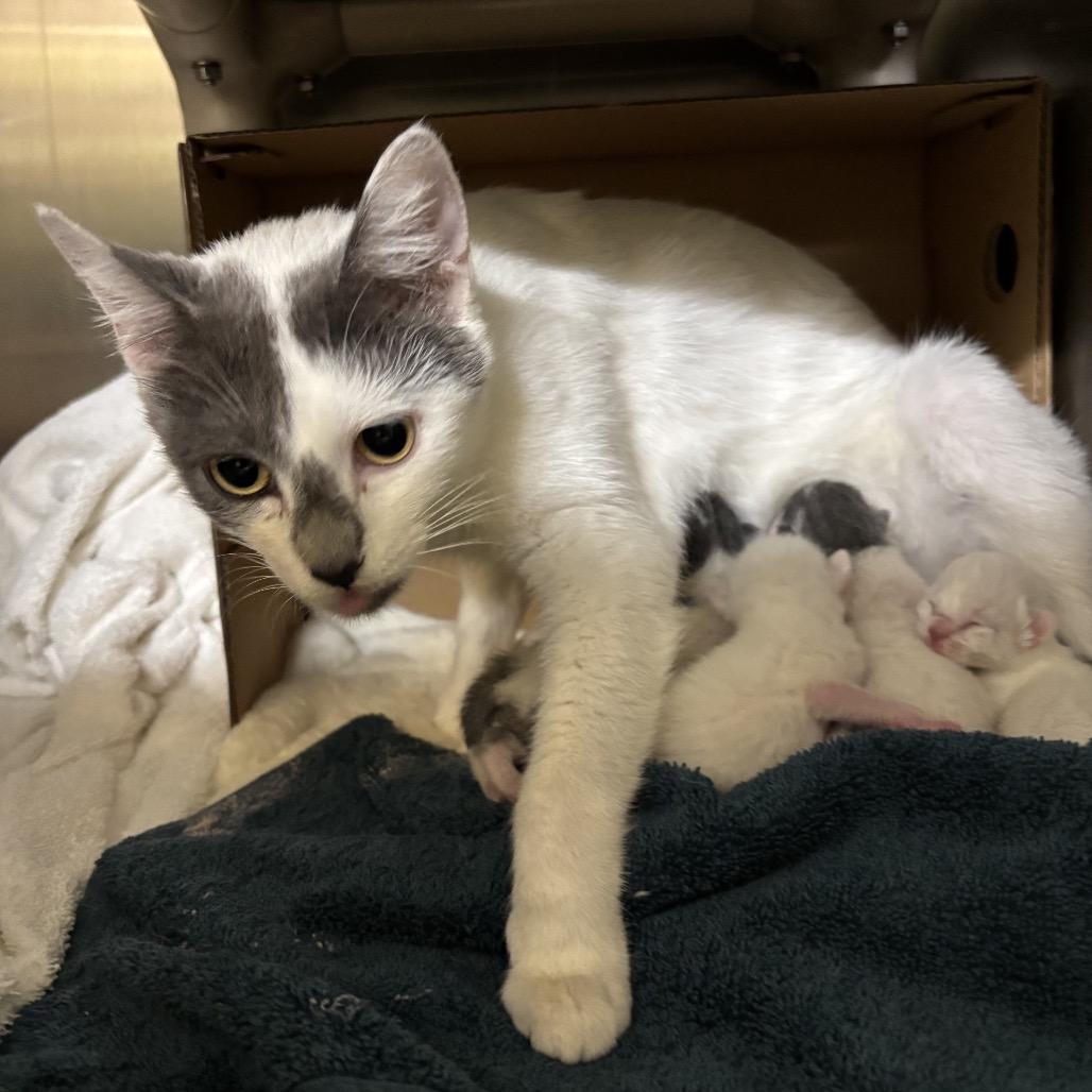 Spring, Adoptable, Adult Female Domestic Short Hair.