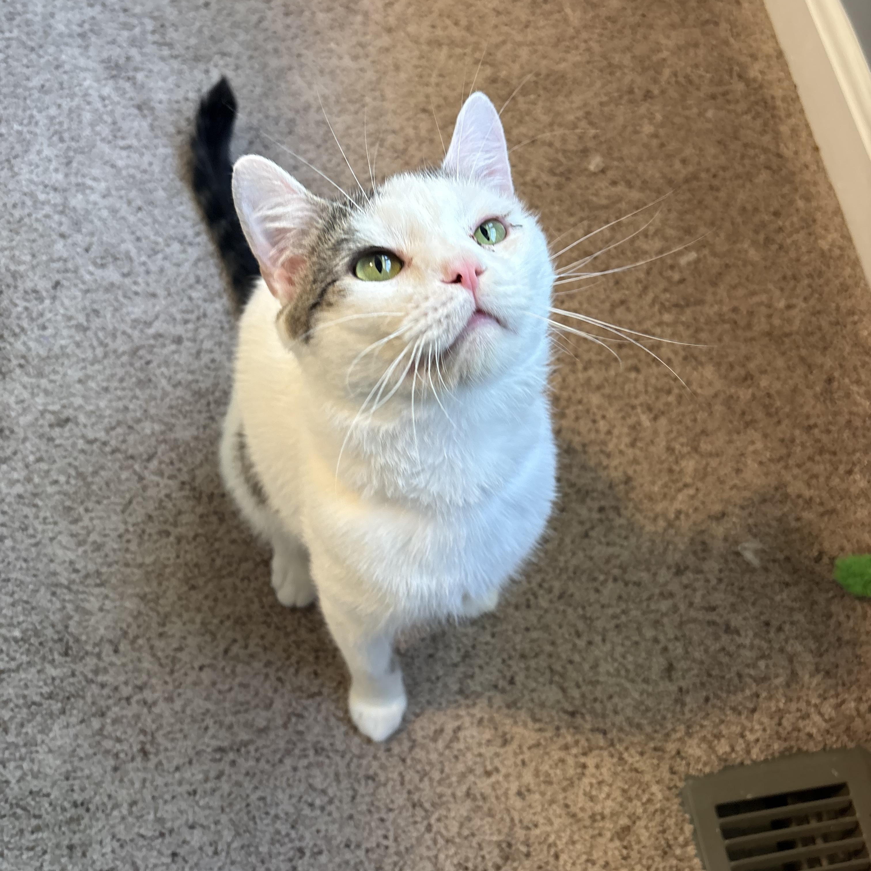 Enlarge Jerry, a ADOPTABLE Domestic Short Hair in Chesapeake Beach, MD image 1/6