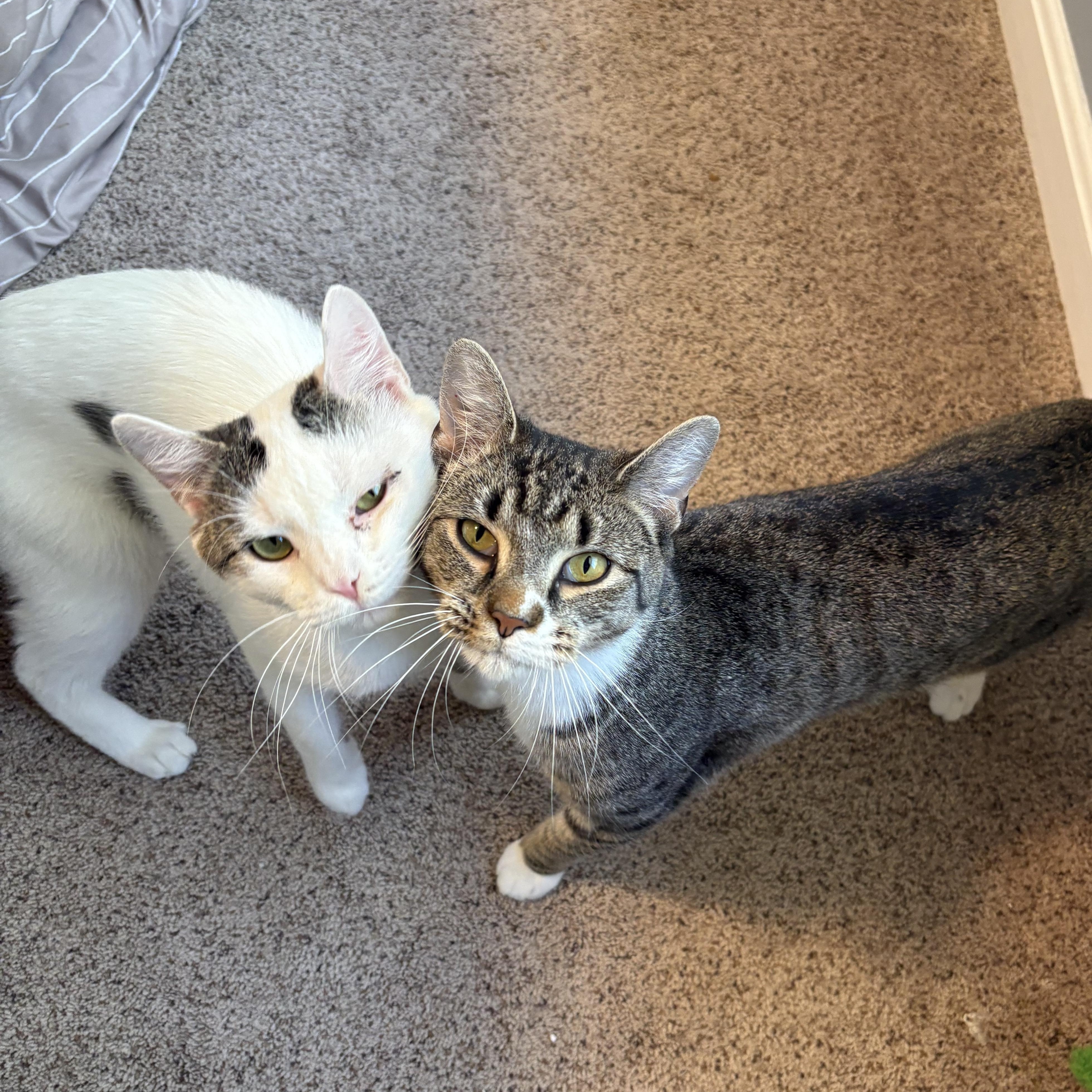 Enlarge Jerry, a ADOPTABLE Domestic Short Hair in Chesapeake Beach, MD image 2/6