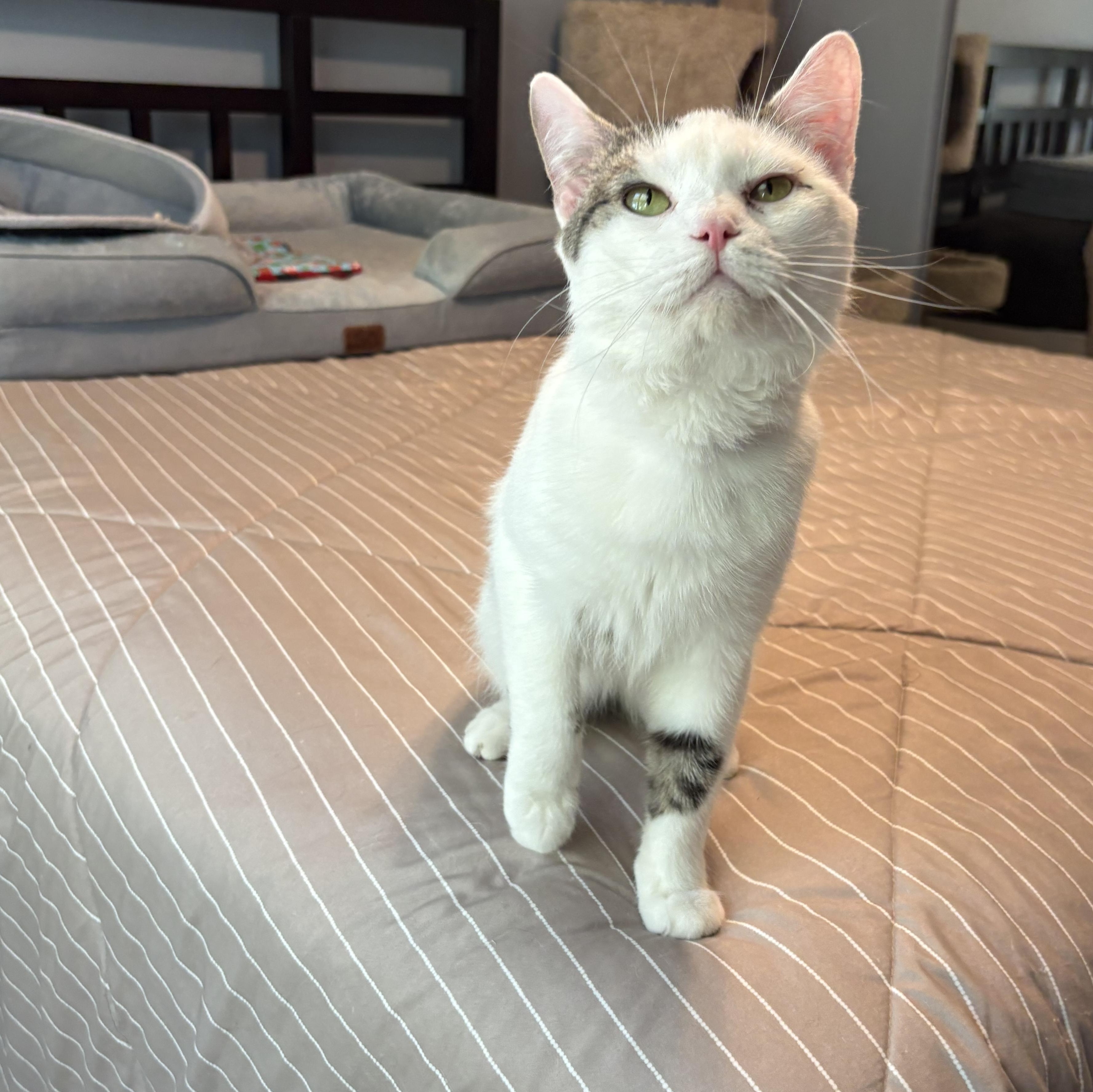 Enlarge Jerry, a ADOPTABLE Domestic Short Hair in Chesapeake Beach, MD image 3/6