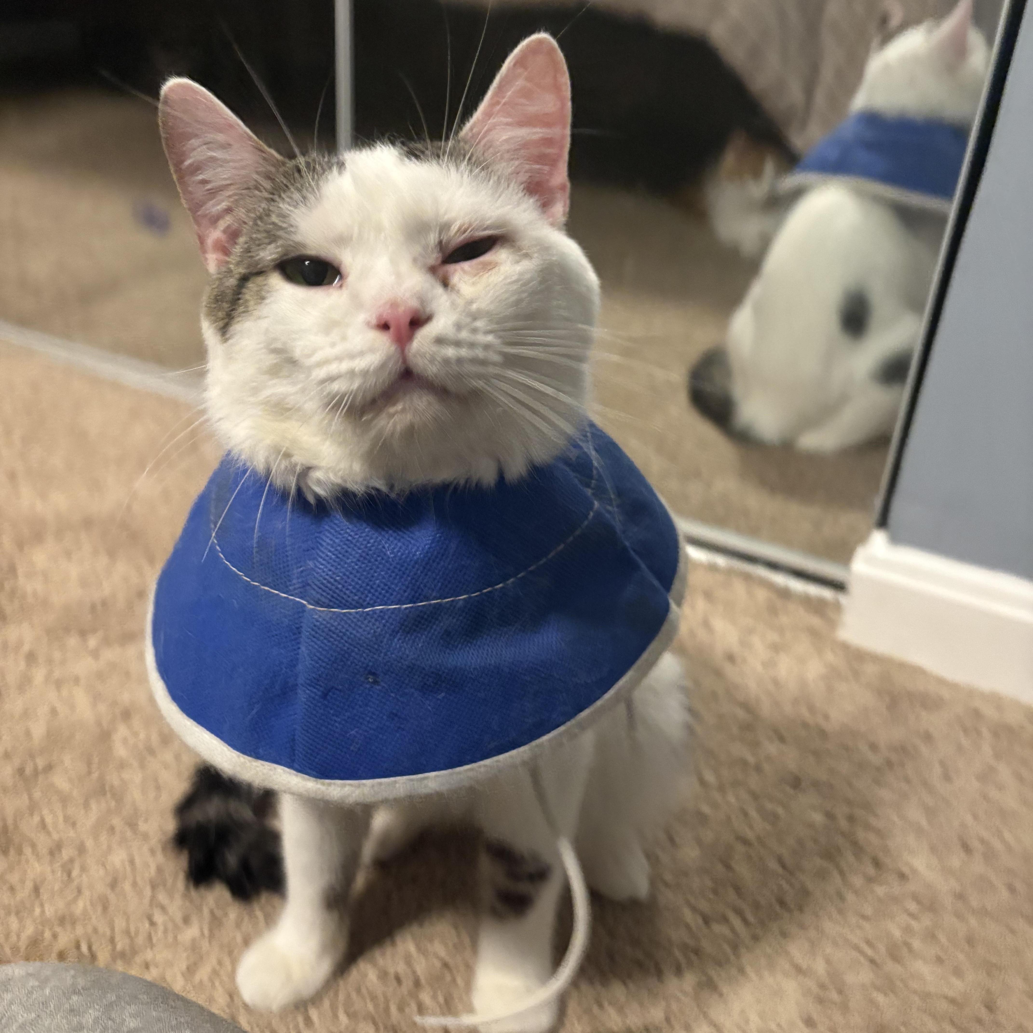 Enlarge Jerry, a ADOPTABLE Domestic Short Hair in Chesapeake Beach, MD image 6/6