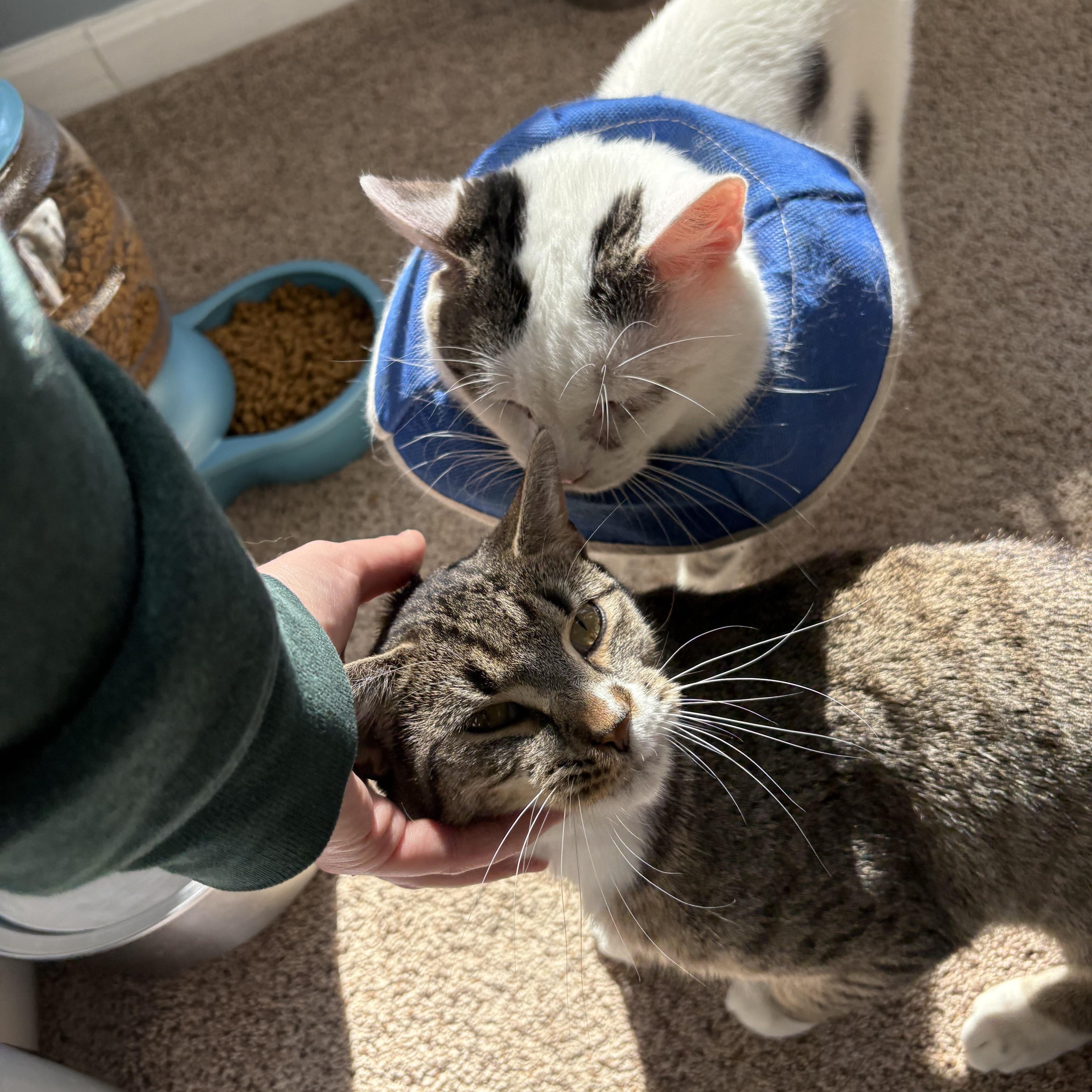 Enlarge Jerry, a ADOPTABLE Domestic Short Hair in Chesapeake Beach, MD image 5/6