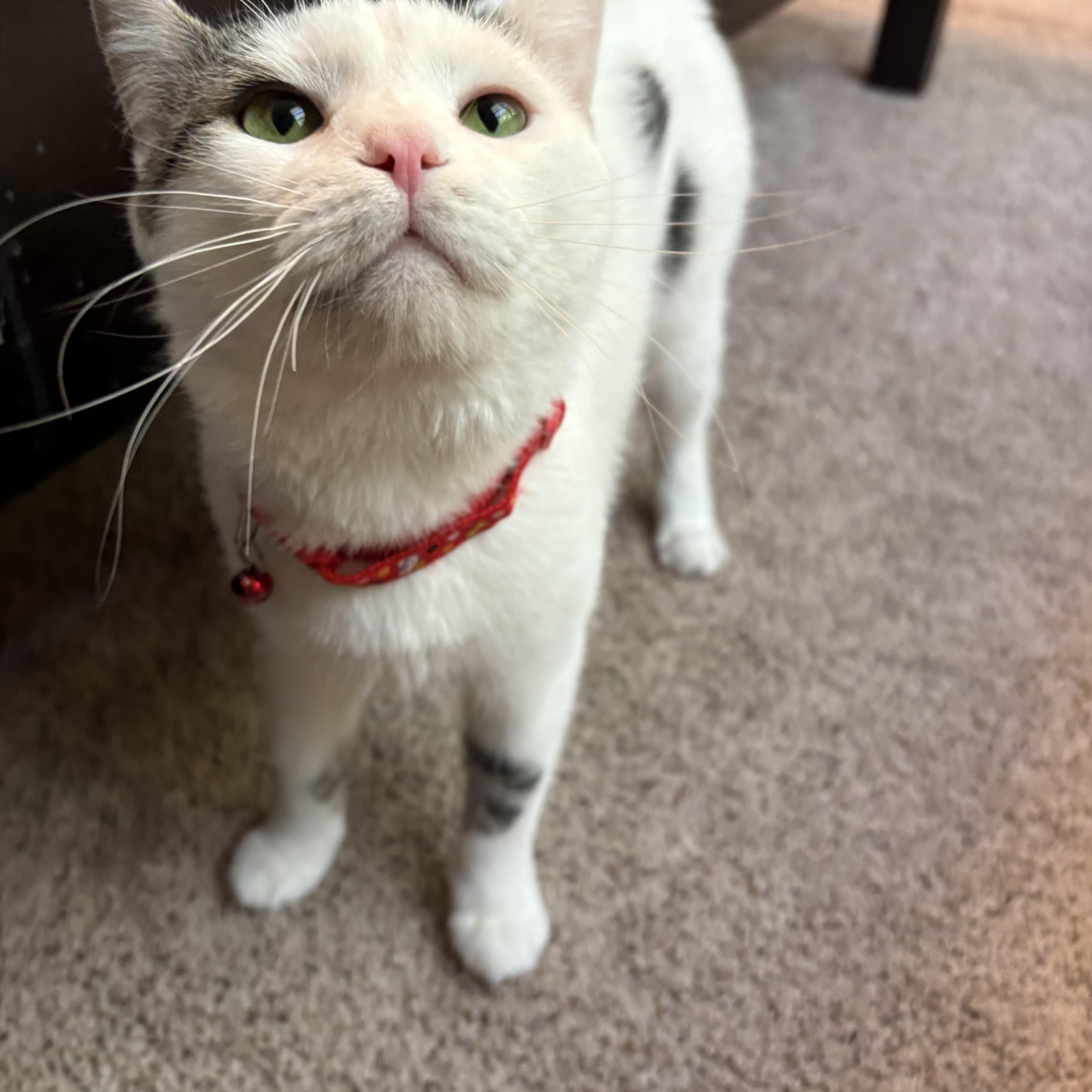 Jerry, ADOPTABLE, Adult Male Domestic Short Hair.