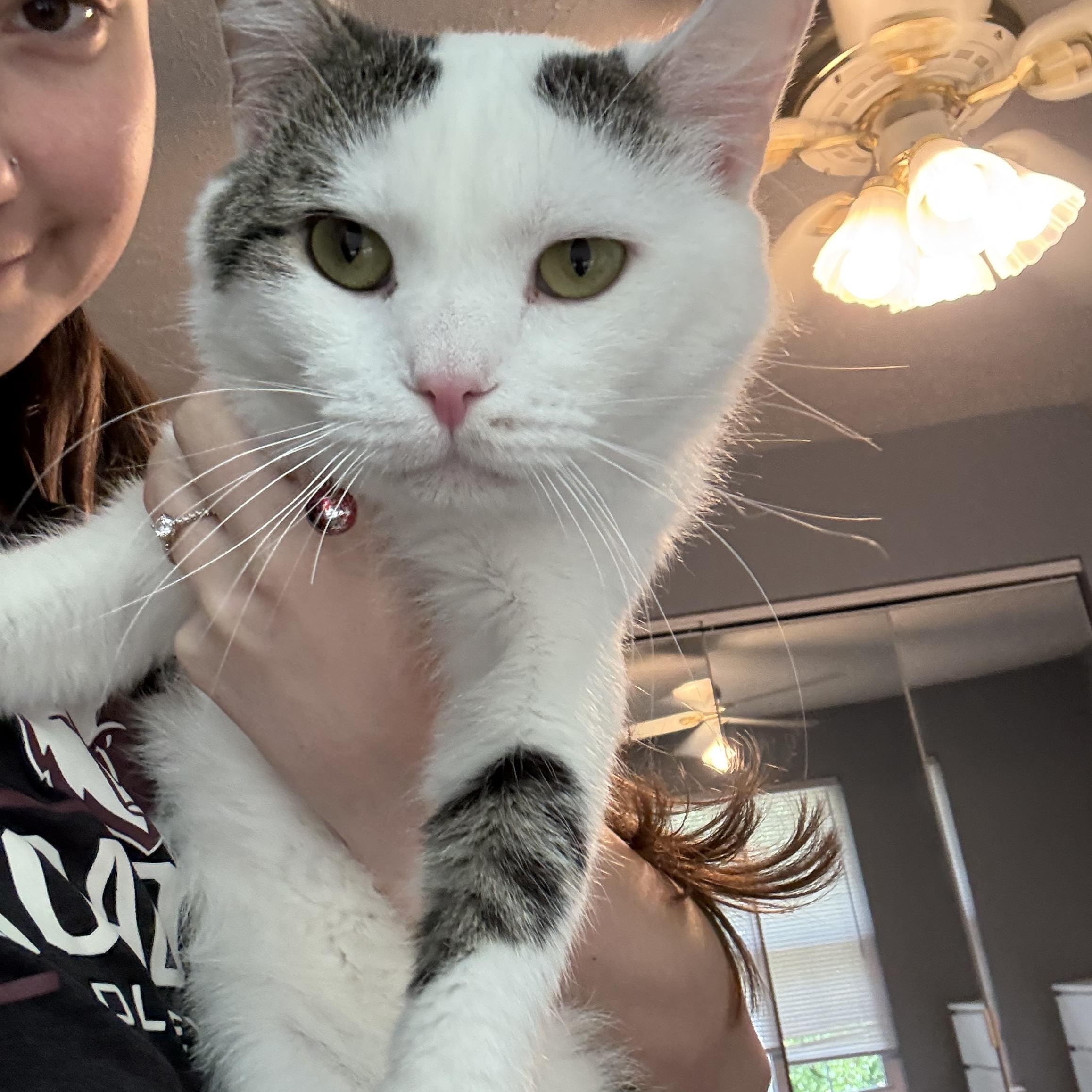 Jerry, a ADOPTABLE Domestic Short Hair in Chesapeake Beach, MD image 5/6