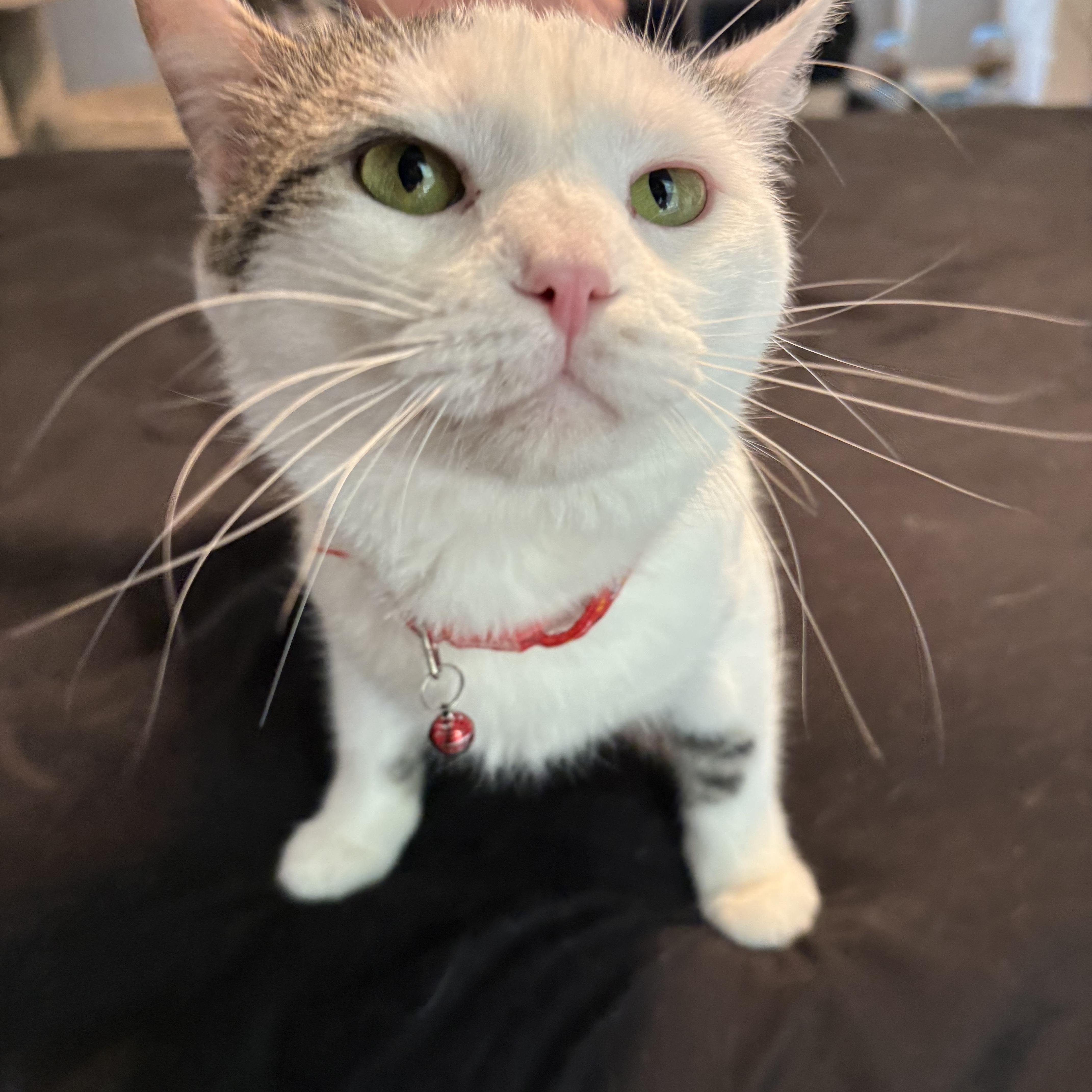 Jerry, a ADOPTABLE Domestic Short Hair in Chesapeake Beach, MD image 4/6