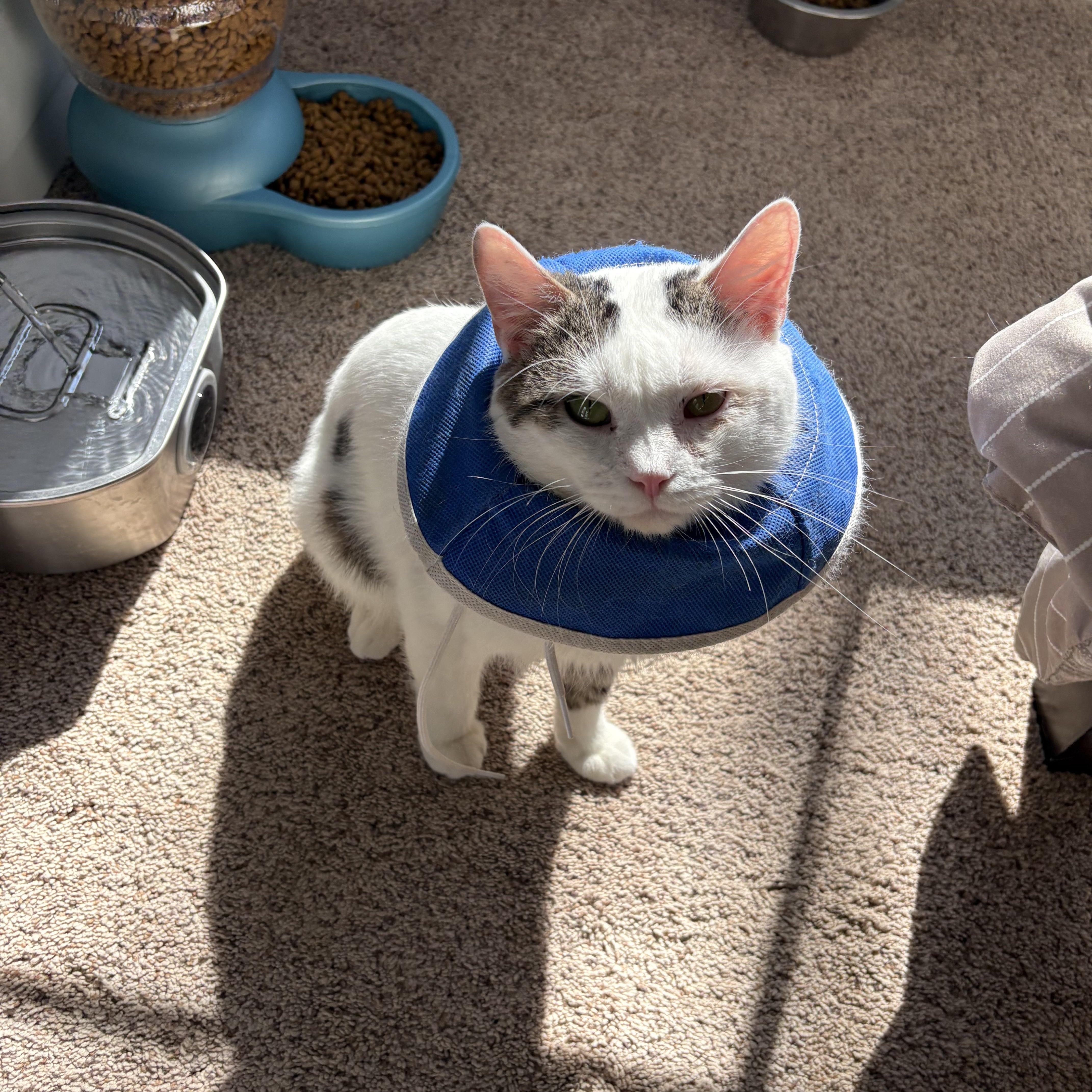 Enlarge Jerry, a ADOPTABLE Domestic Short Hair in Chesapeake Beach, MD image 1/6