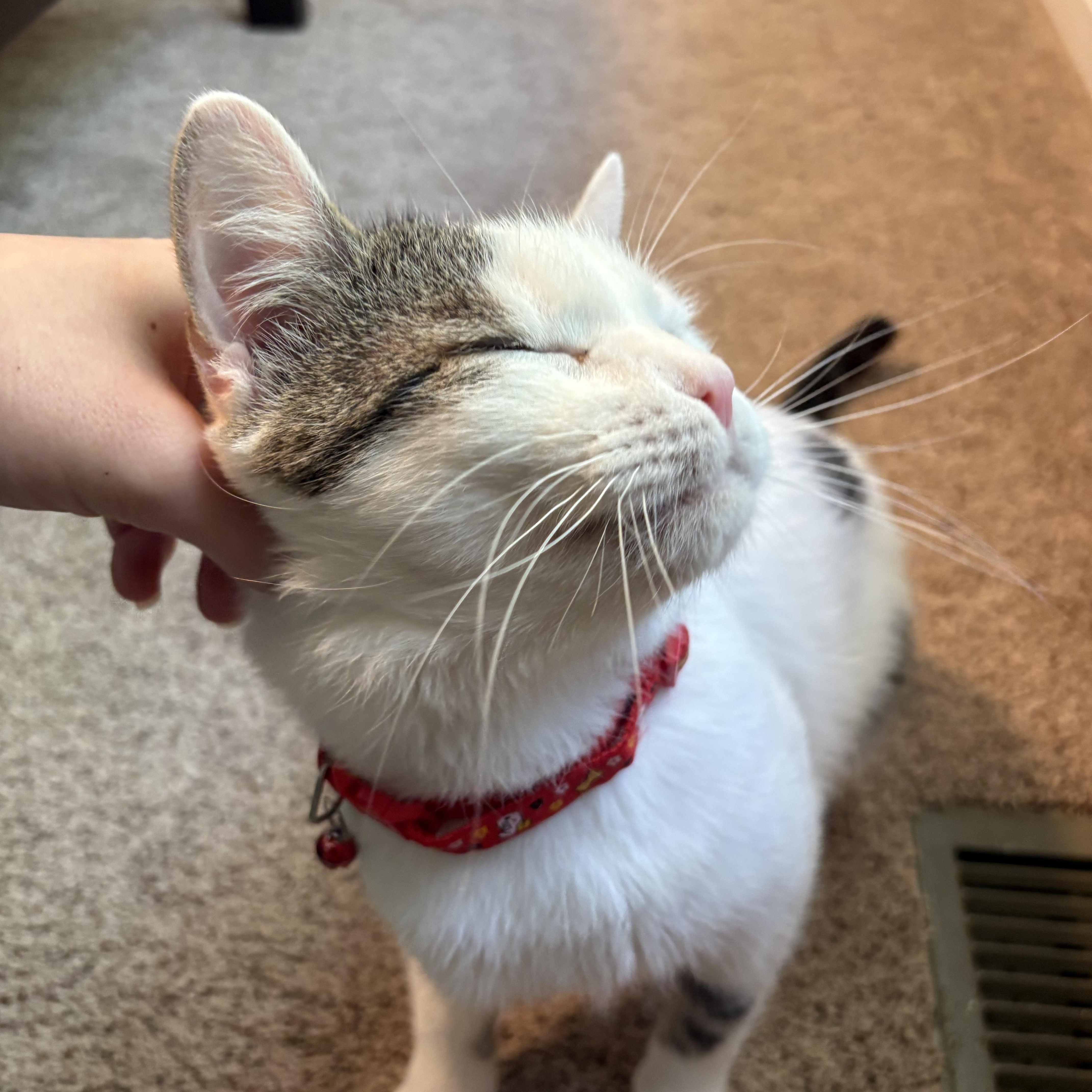 Jerry, a ADOPTABLE Domestic Short Hair in Chesapeake Beach, MD image 6/6