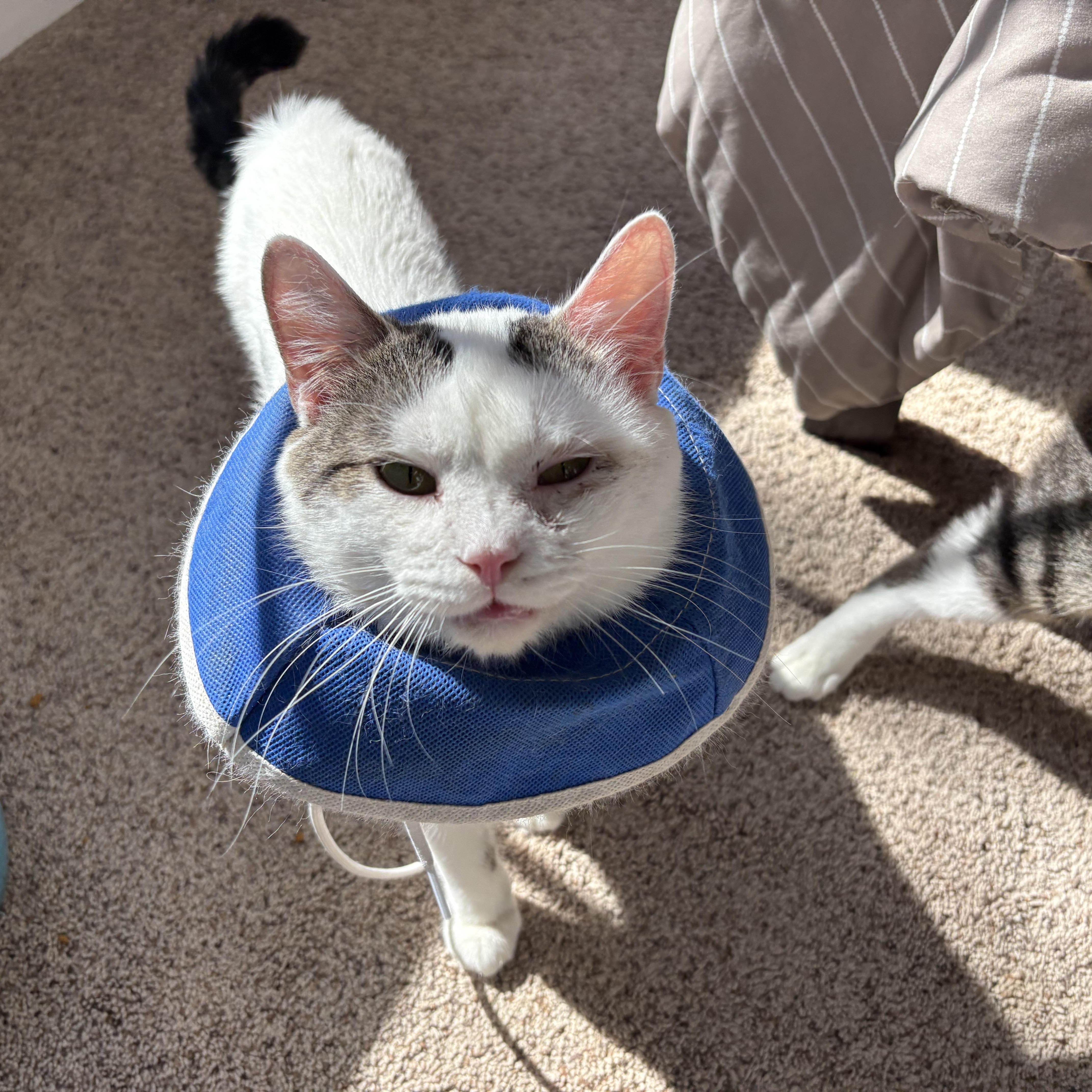 Enlarge Jerry, a ADOPTABLE Domestic Short Hair in Chesapeake Beach, MD image 2/6