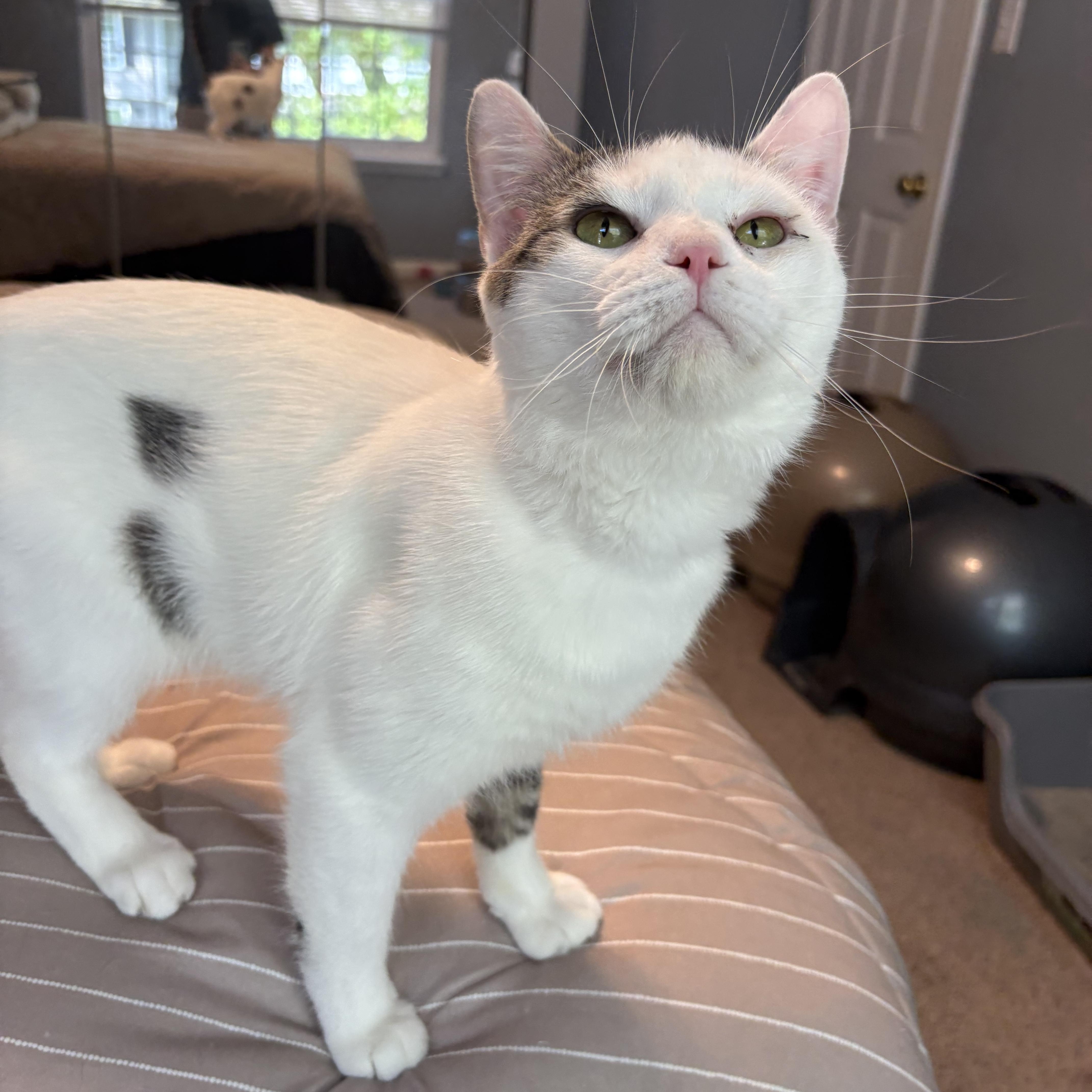 Enlarge Jerry, a ADOPTABLE Domestic Short Hair in Chesapeake Beach, MD image 5/6