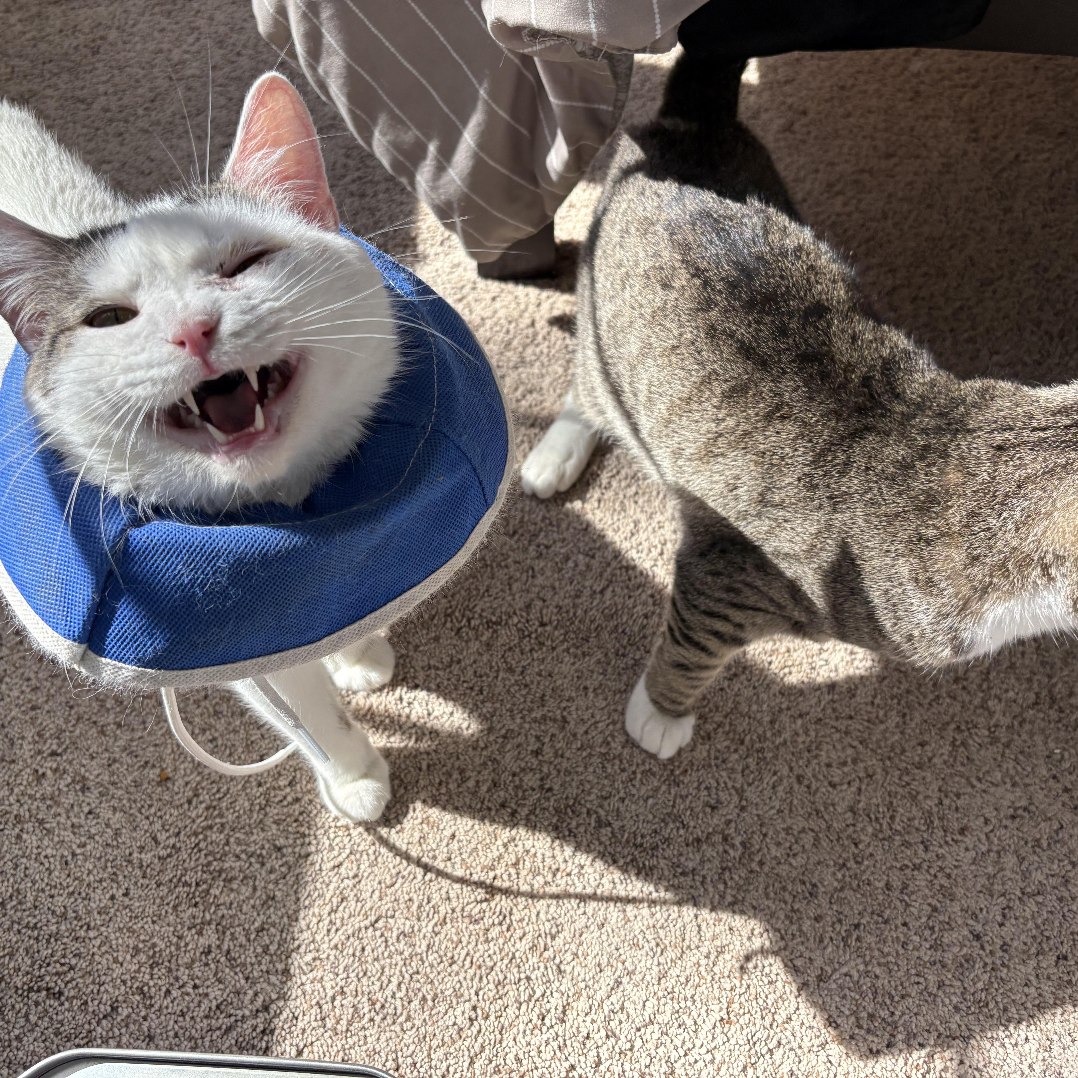 Enlarge Jerry, a ADOPTABLE Domestic Short Hair in Chesapeake Beach, MD image 3/6