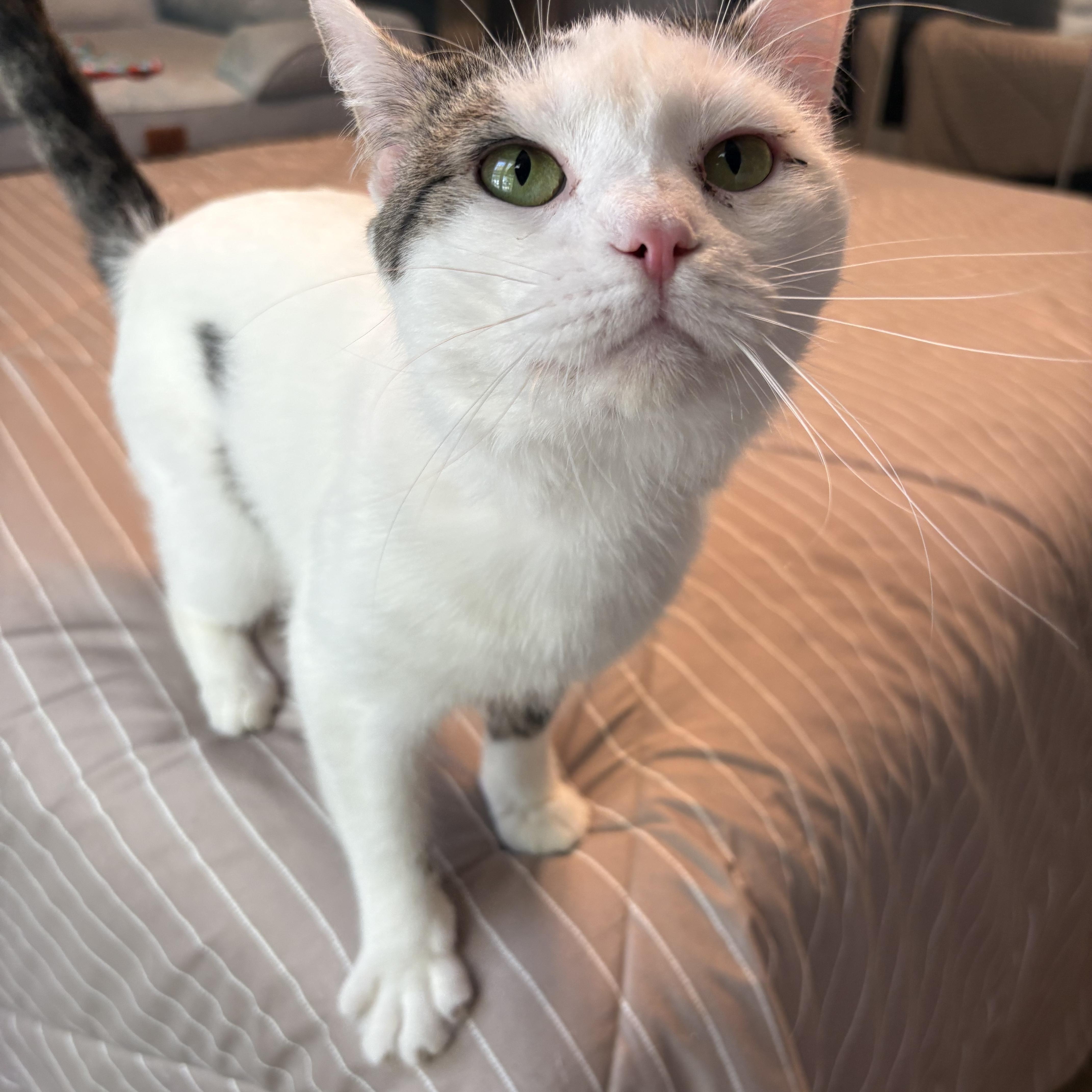 Enlarge Jerry, a ADOPTABLE Domestic Short Hair in Chesapeake Beach, MD image 4/6