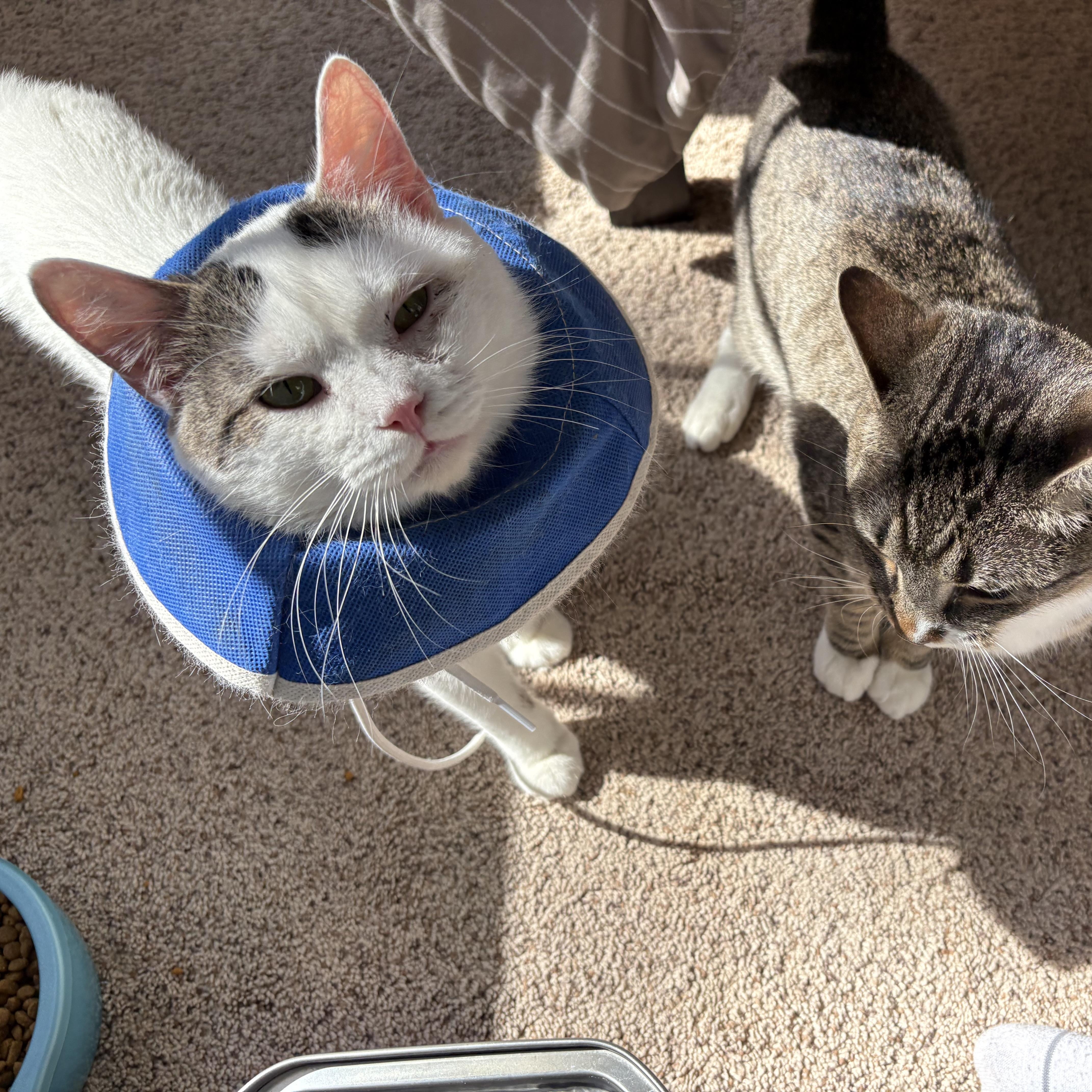 Enlarge Jerry, a ADOPTABLE Domestic Short Hair in Chesapeake Beach, MD image 4/6