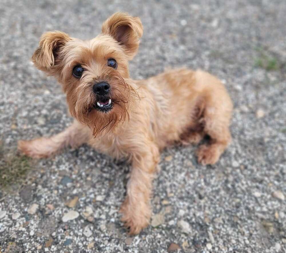Enlarge Wednesday, a Adoptable mixed breed in Mishawaka, IN image 2/6