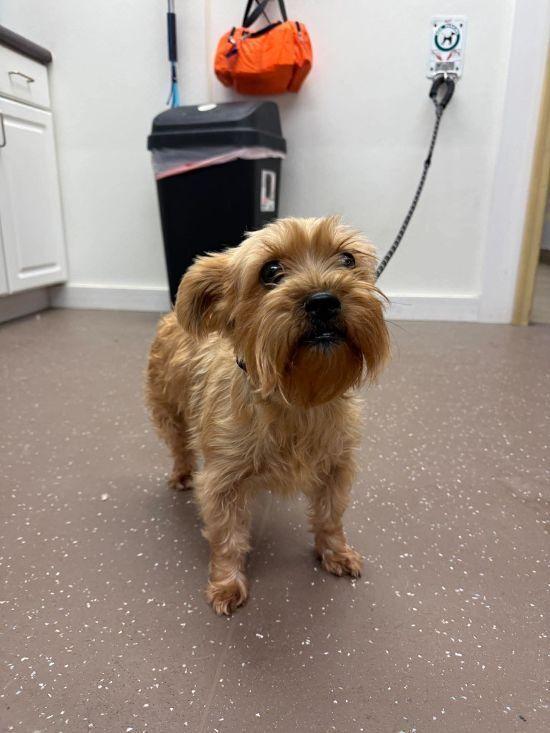 Enlarge Wednesday, a Adoptable mixed breed in Mishawaka, IN image 5/6